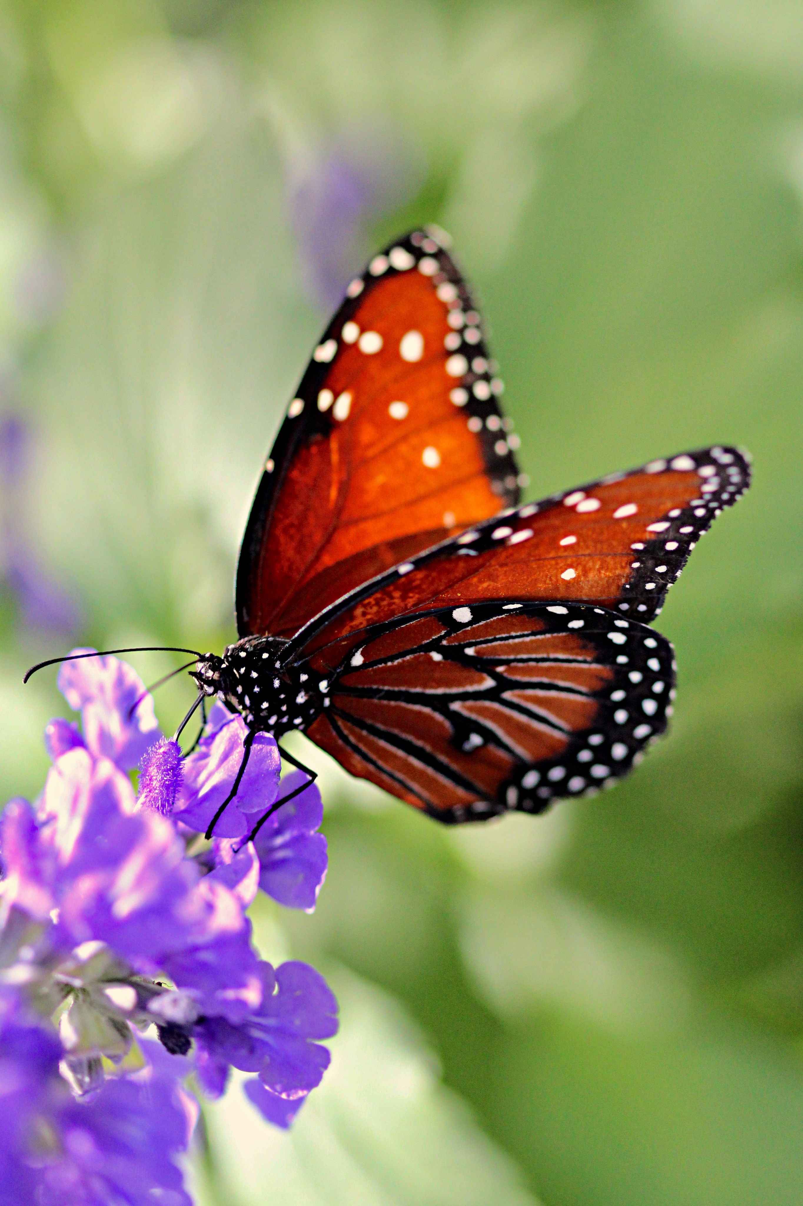 Laden Sie das Blume, Tiere, Muster, Schmetterling, Flügel-Bild kostenlos auf Ihren PC-Desktop herunter