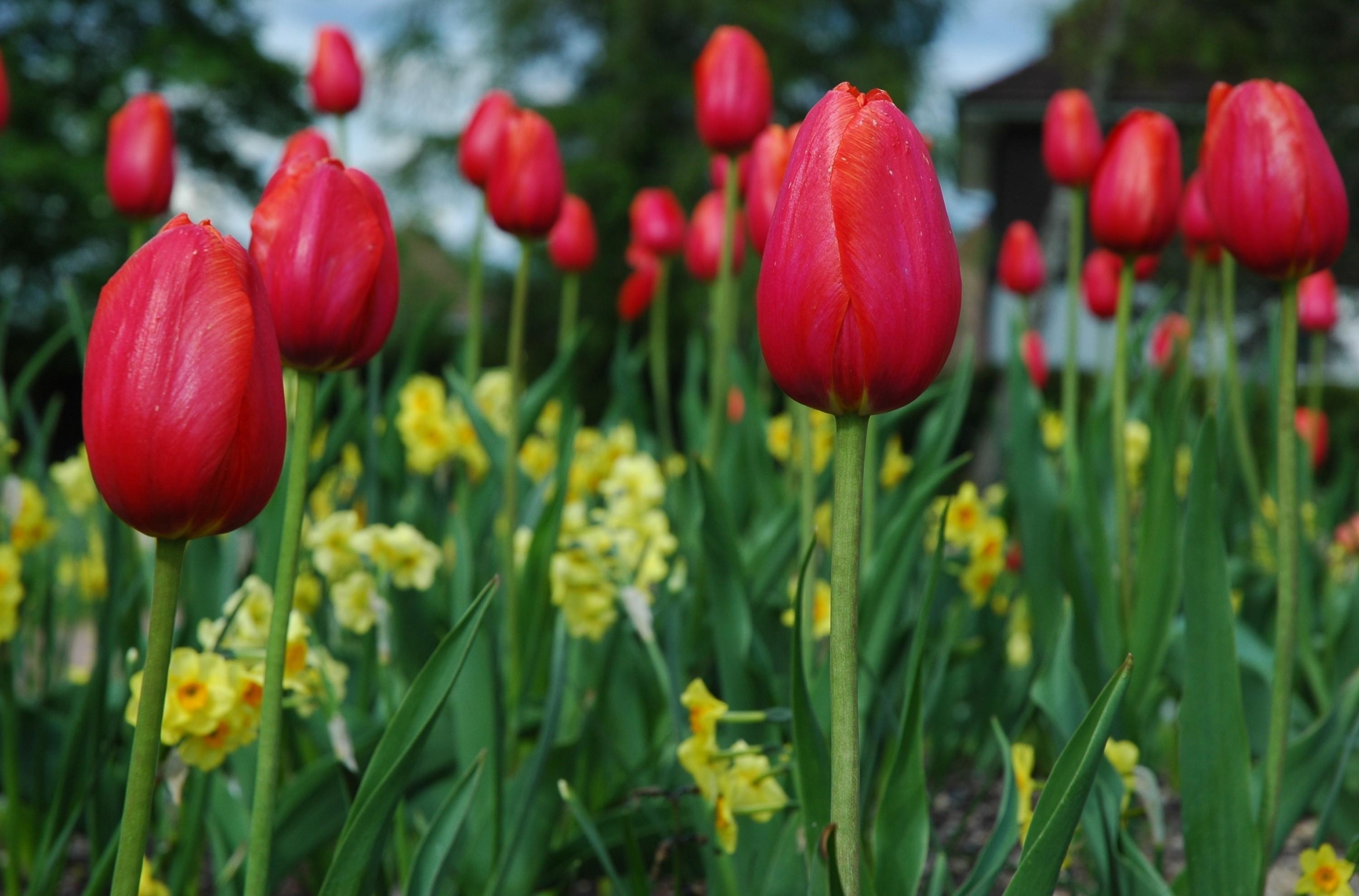 Free Images flowerbed, flowers, tulips, close-up Spring
