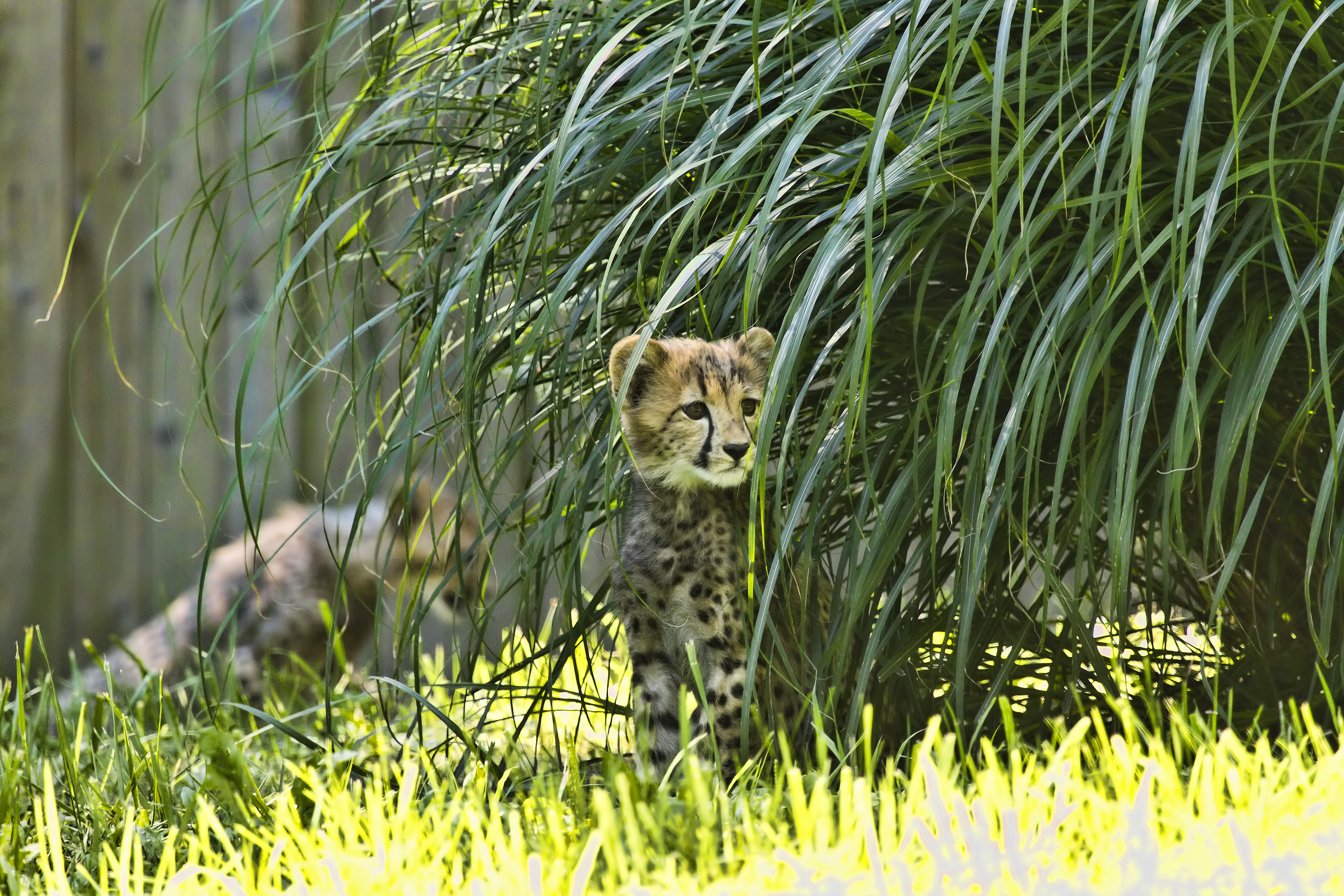107165 Hintergrundbilder und Gepard Bilder auf dem Desktop. Laden Sie big cat, wilde natur, tiere, wildlife Bildschirmschoner kostenlos auf den PC herunter
