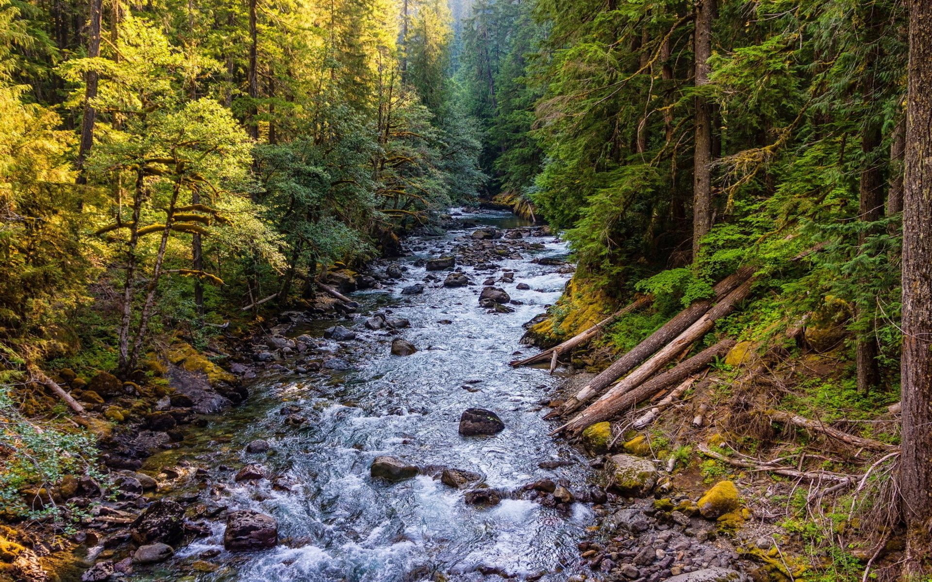 река с лесом