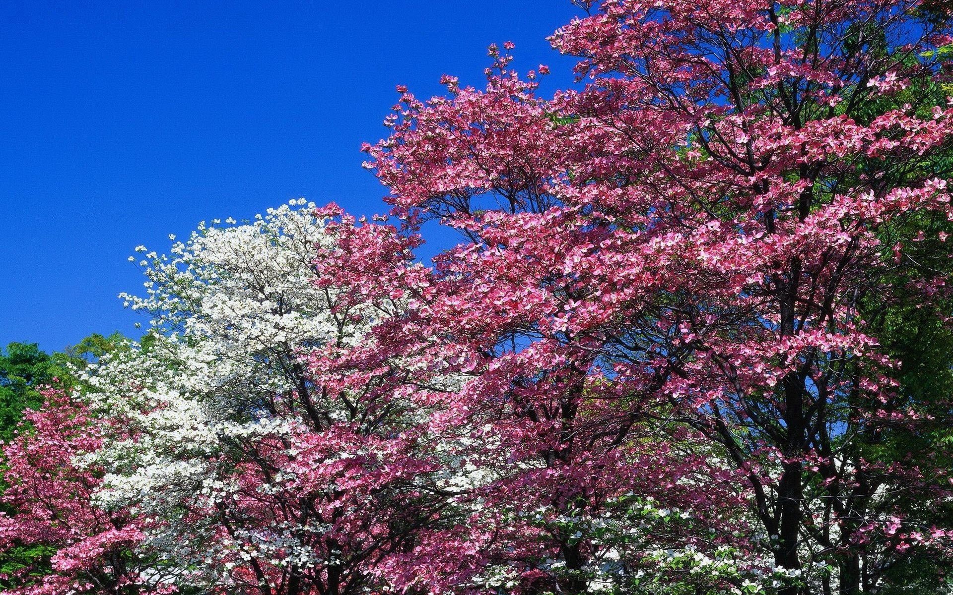 Laden Sie das Frühling, Natur, Blumen, Bäume, Rosa, Blühen, Blühenden-Bild kostenlos auf Ihren PC-Desktop herunter