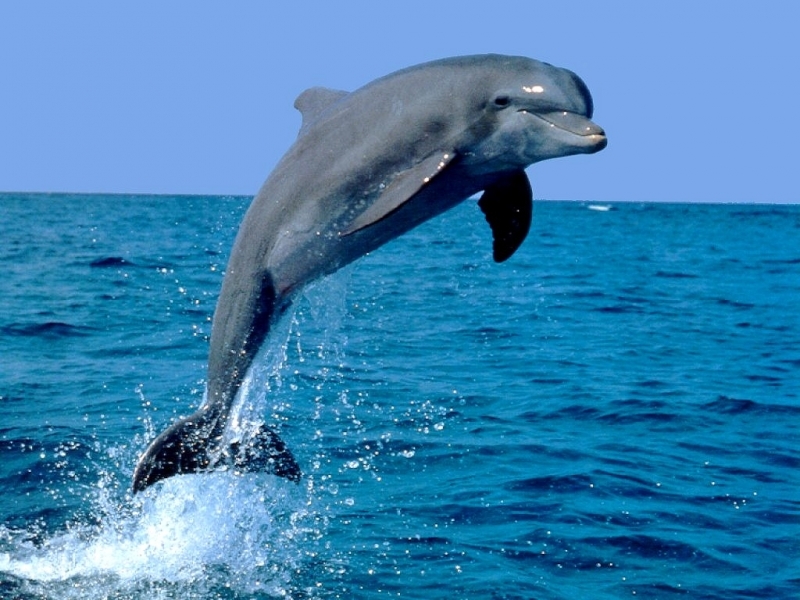29149 скачать обои дельфины, животные, синие - заставки и картинки бесплатно