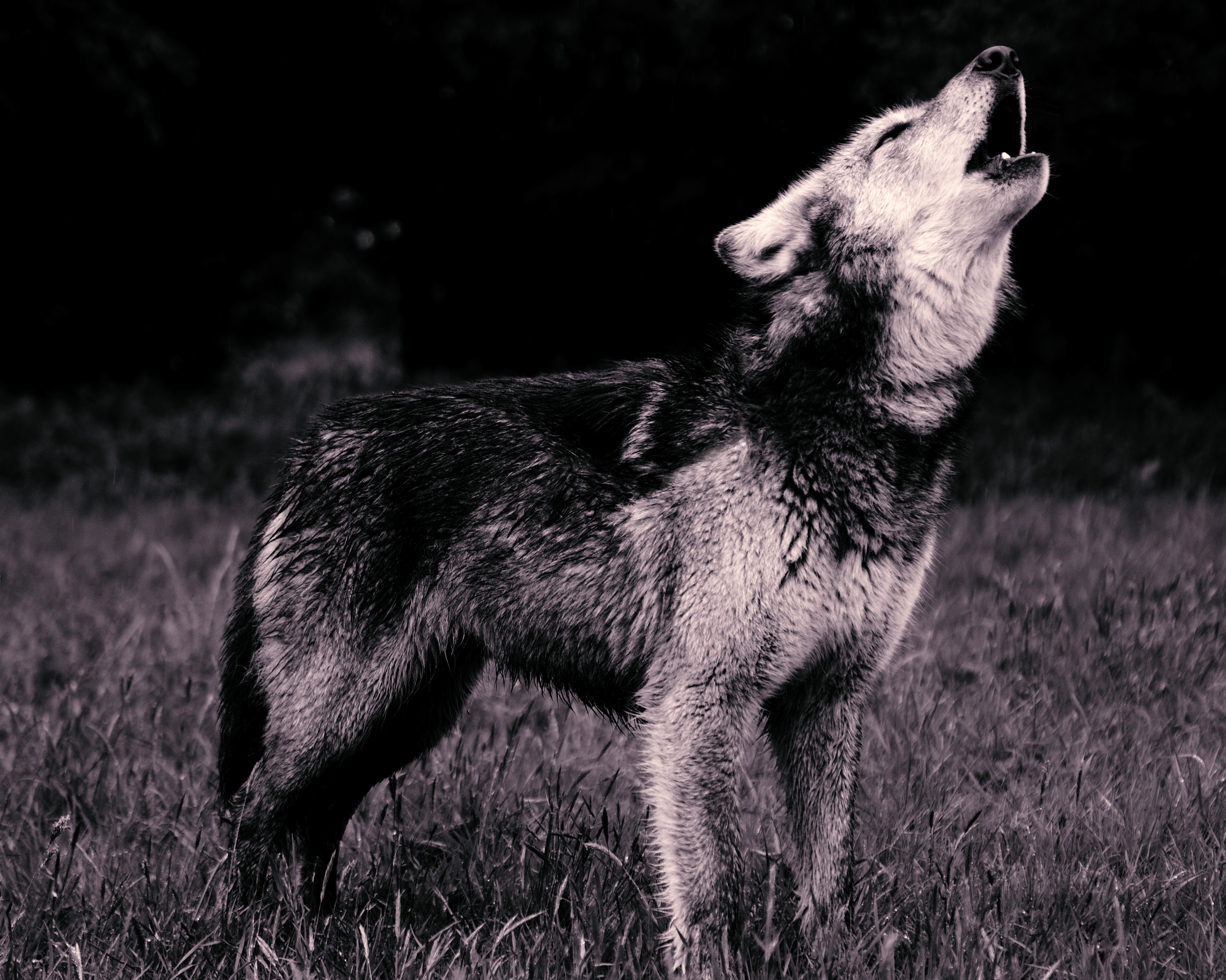 56359 Hintergrundbild herunterladen tiere, raubtier, predator, wolf, bw, chb, heulen - Bildschirmschoner und Bilder kostenlos