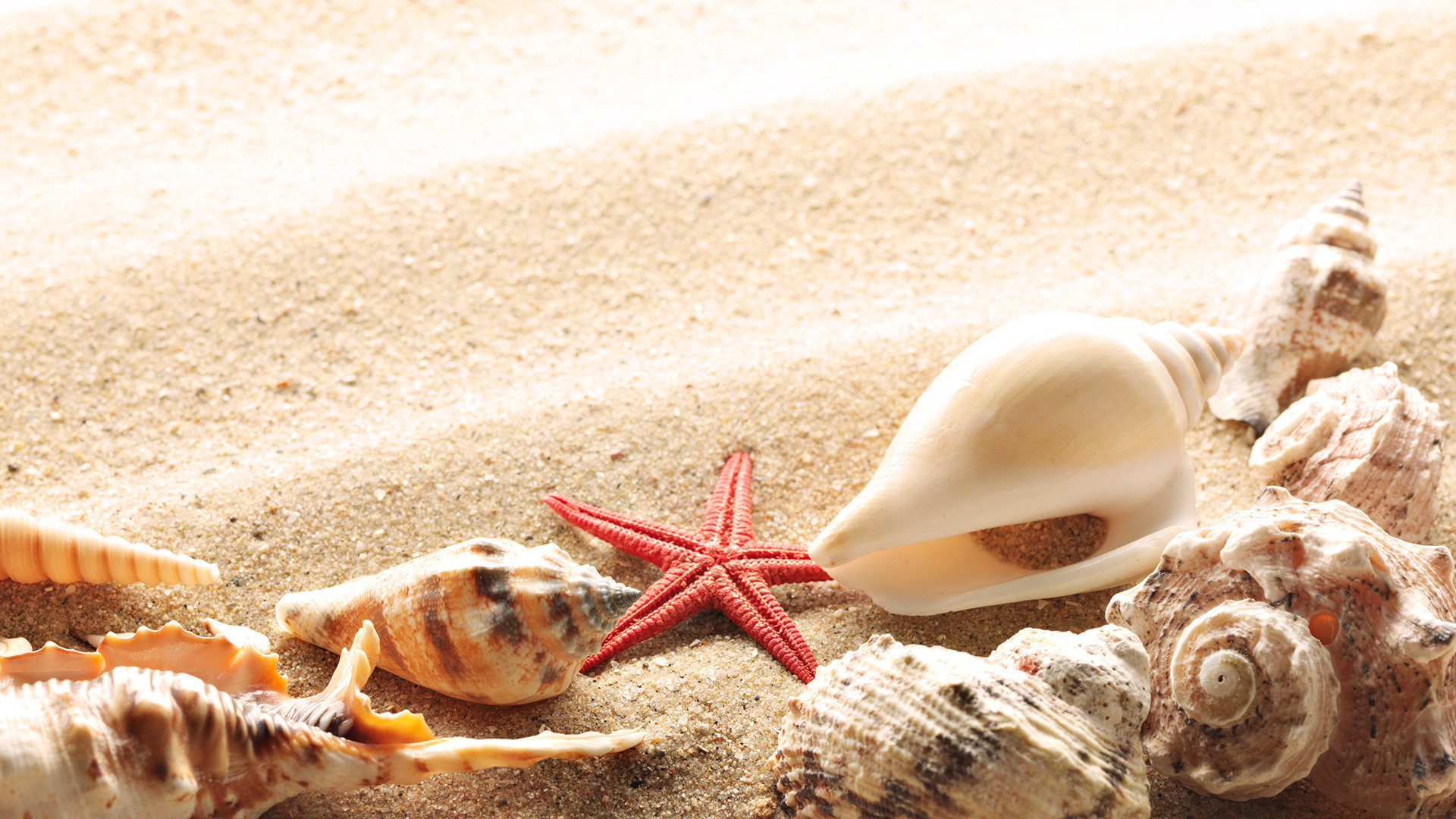 background, objects, sand, shells, starfish, orange