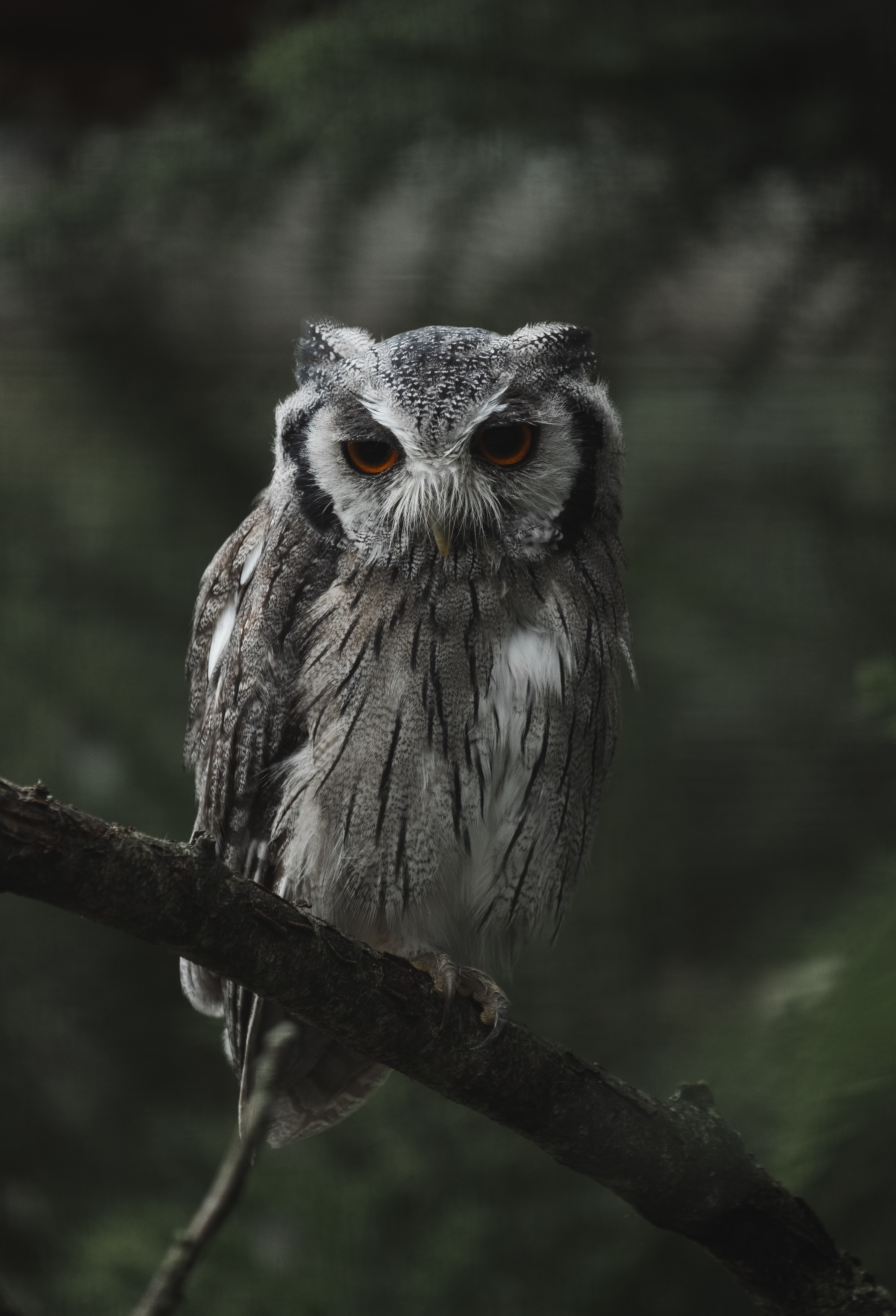 Smartphone Background opinion, animals, owl, bird