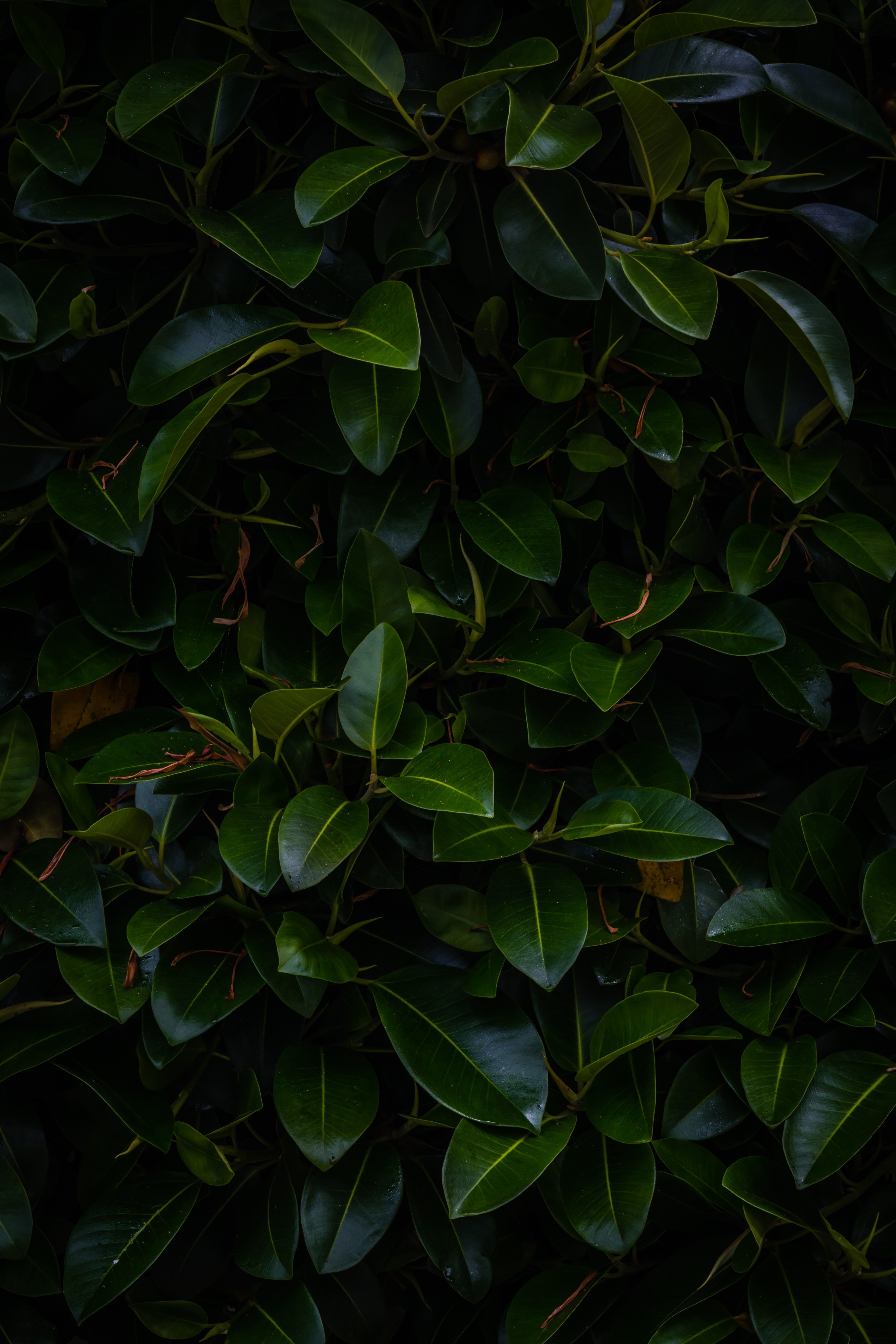 69842 download wallpaper green, dark, nature, leaves, plant, branches screensavers and pictures for free