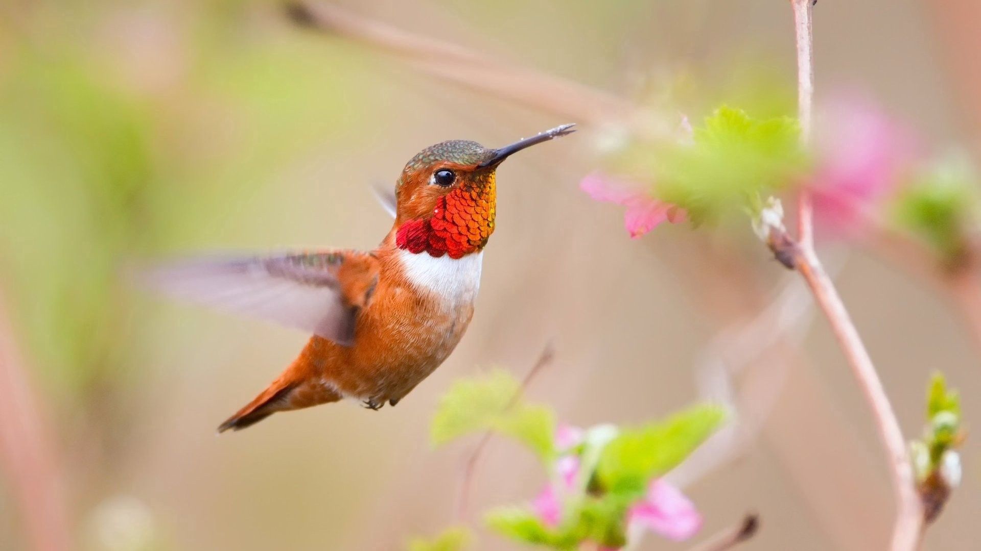 animals, humming-birds, bird, blur, smooth, branch, flight cellphone