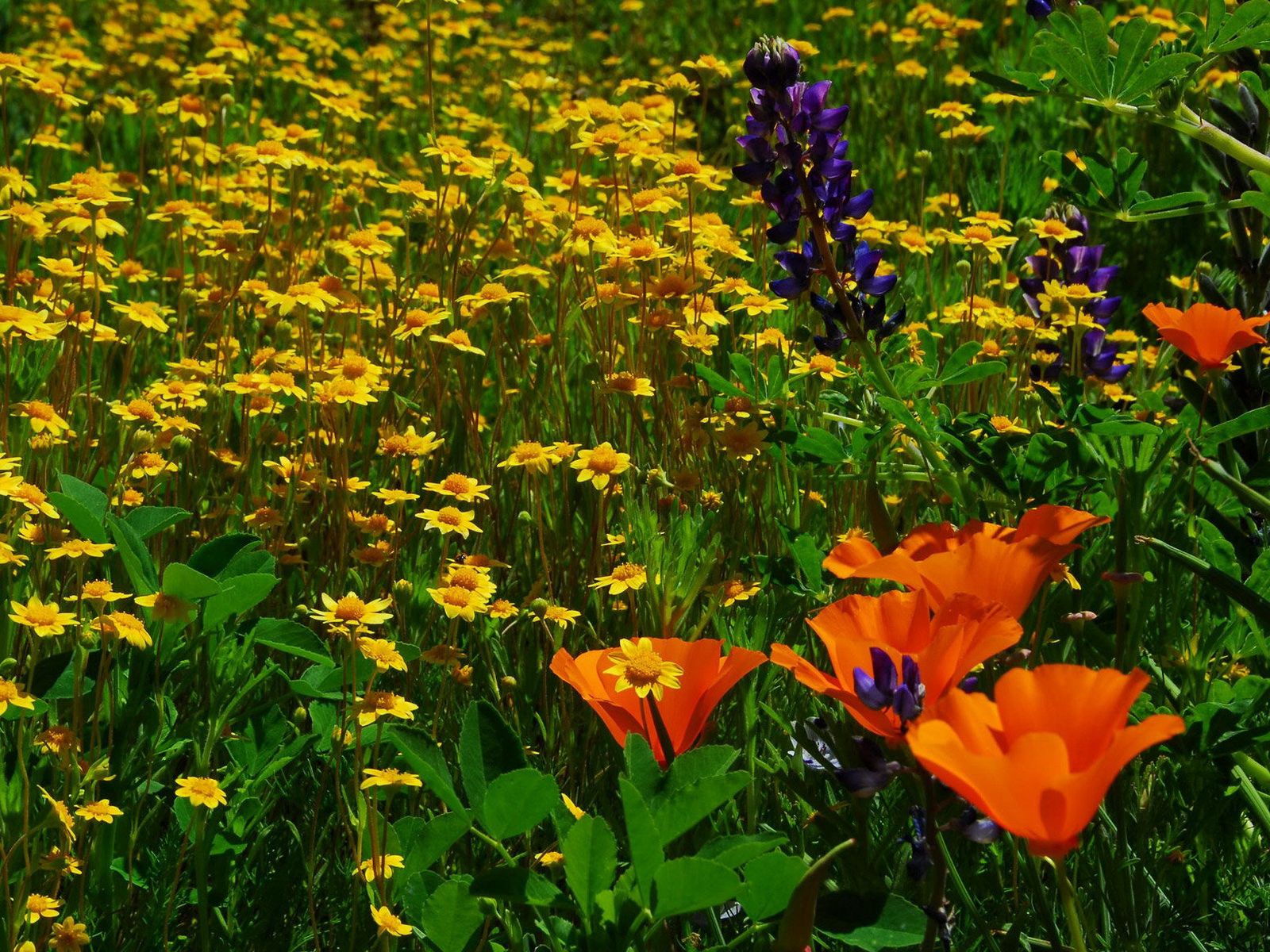 Laden Sie das Sommer, Blumen, Kamille, Grünen, Grüne, Rasen-Bild kostenlos auf Ihren PC-Desktop herunter