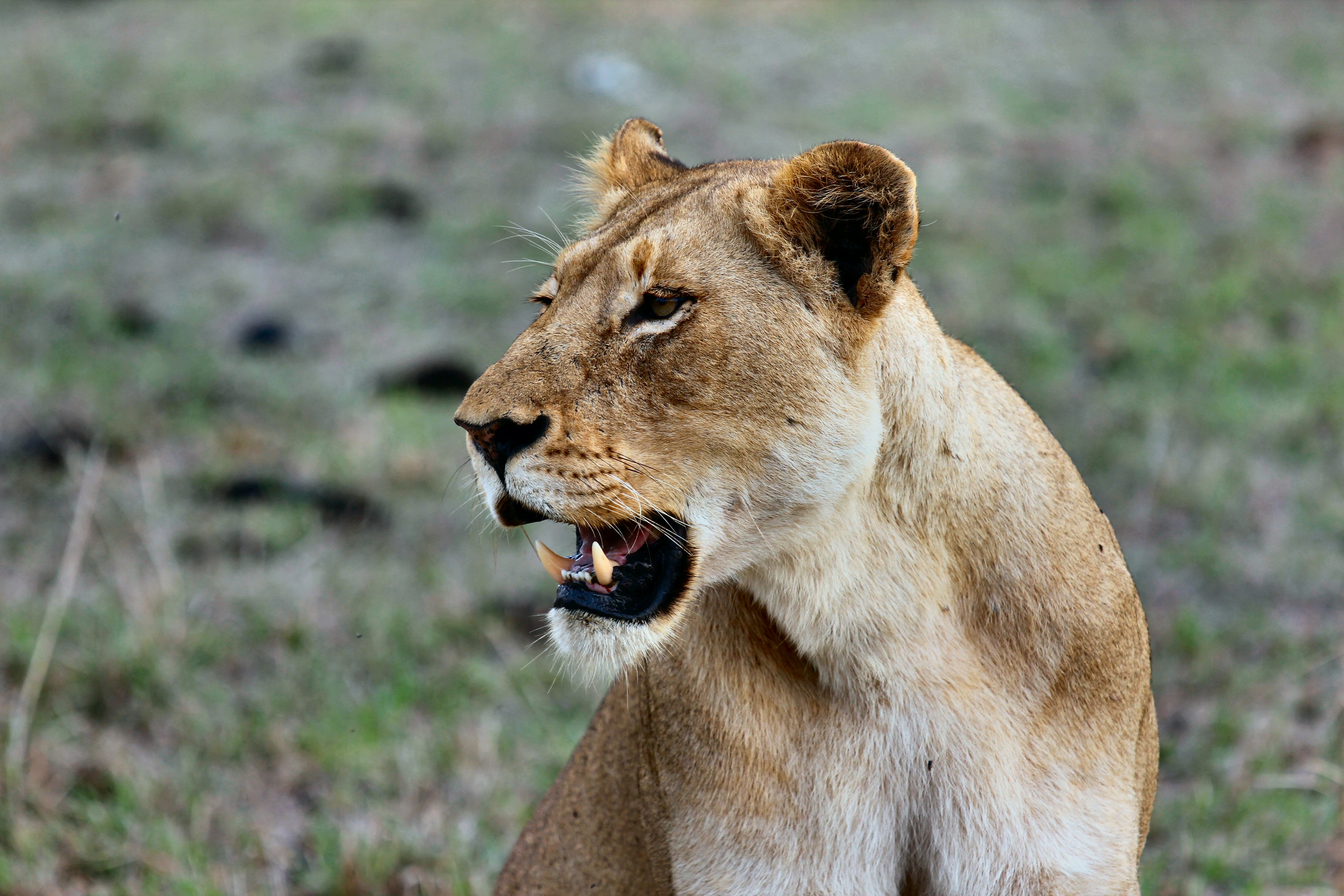 animals, grin, lion, predator, lioness, wildlife Full HD