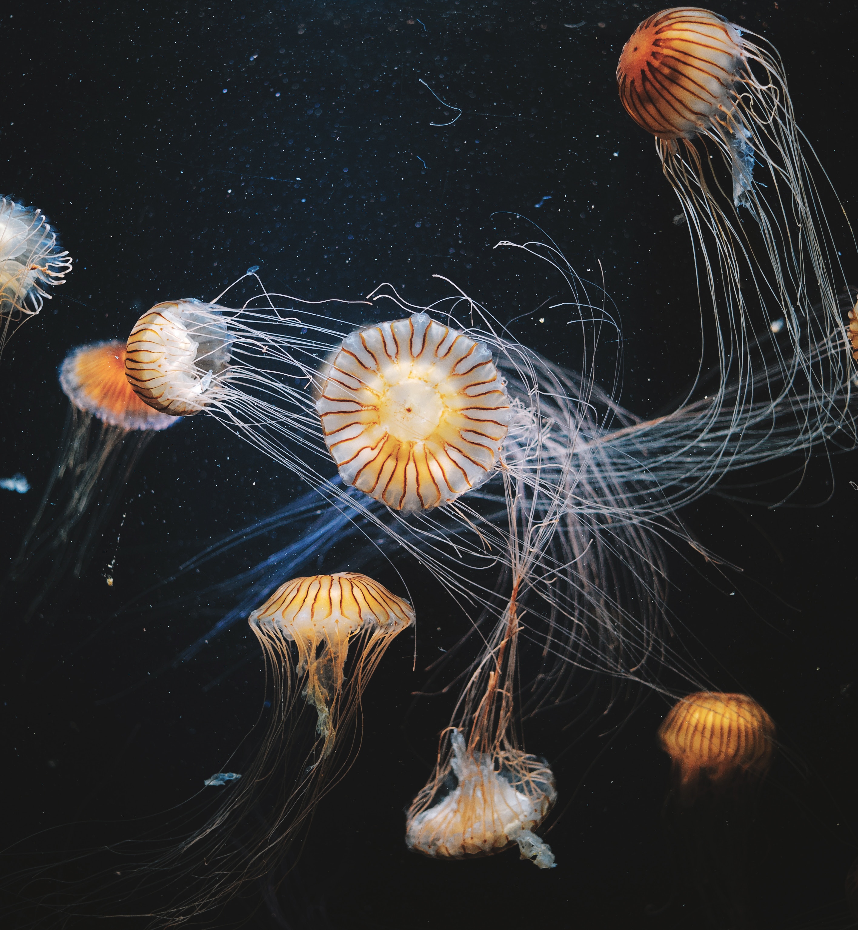 Swimming jellyfish, underwater world, striped, animals 8k Backgrounds