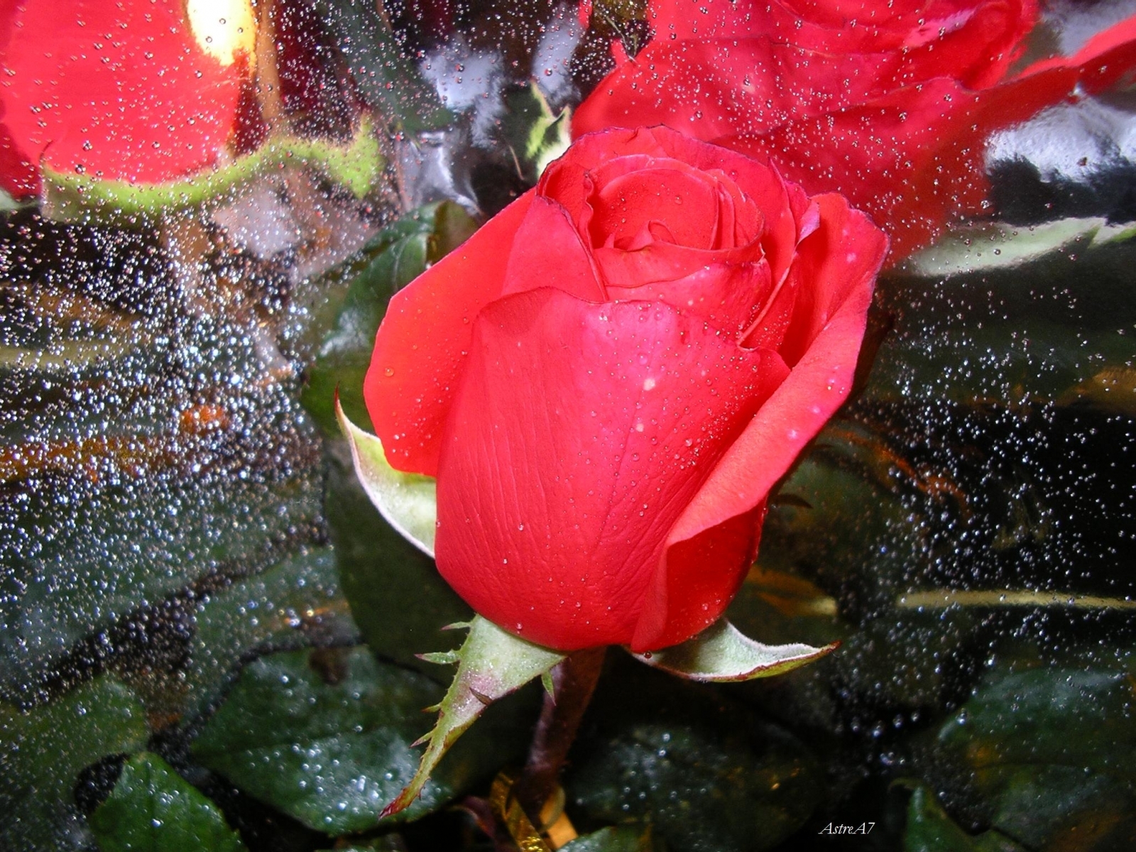 2636 Bild herunterladen pflanzen, blumen, roses, rot - Hintergrundbilder und Bildschirmschoner kostenlos