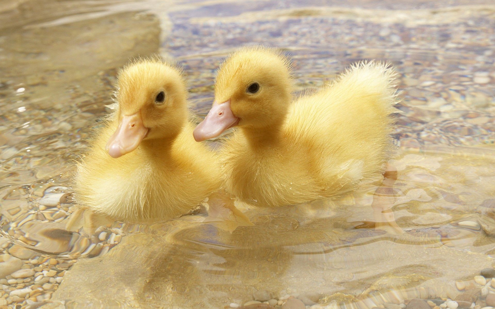 animals, ducks, young, couple, pair, to swim, swim, cubs HD wallpaper