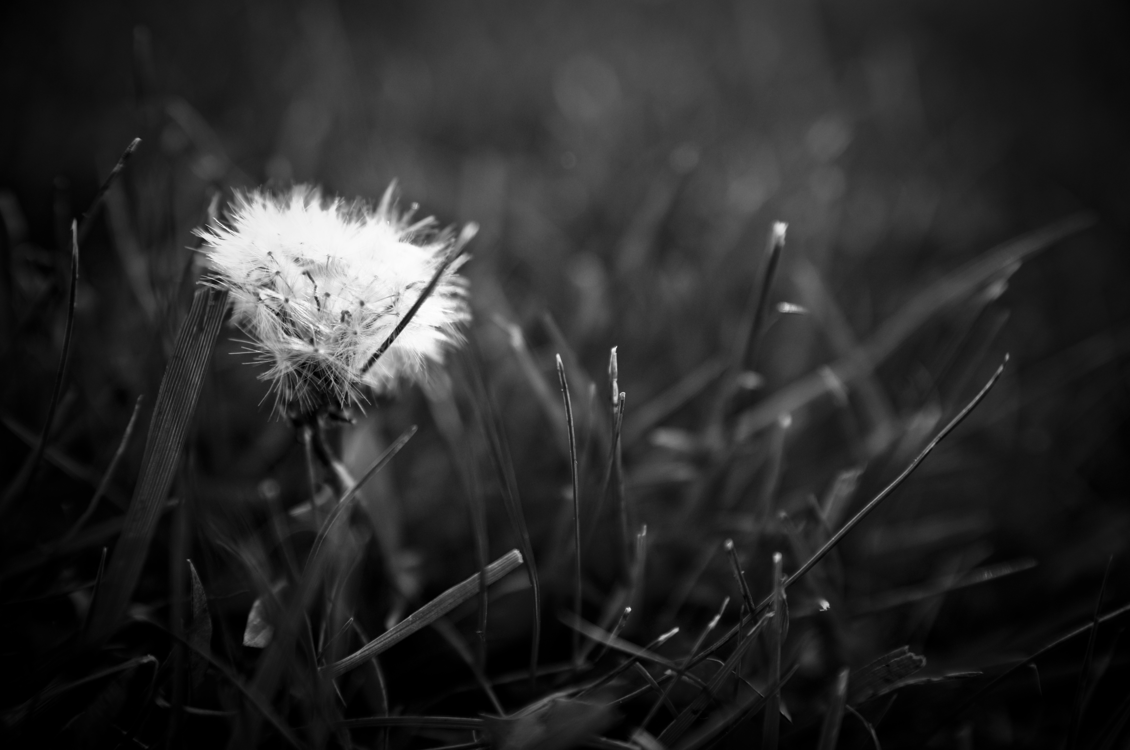 fluff, dark, grass, macro Cell Phone Image
