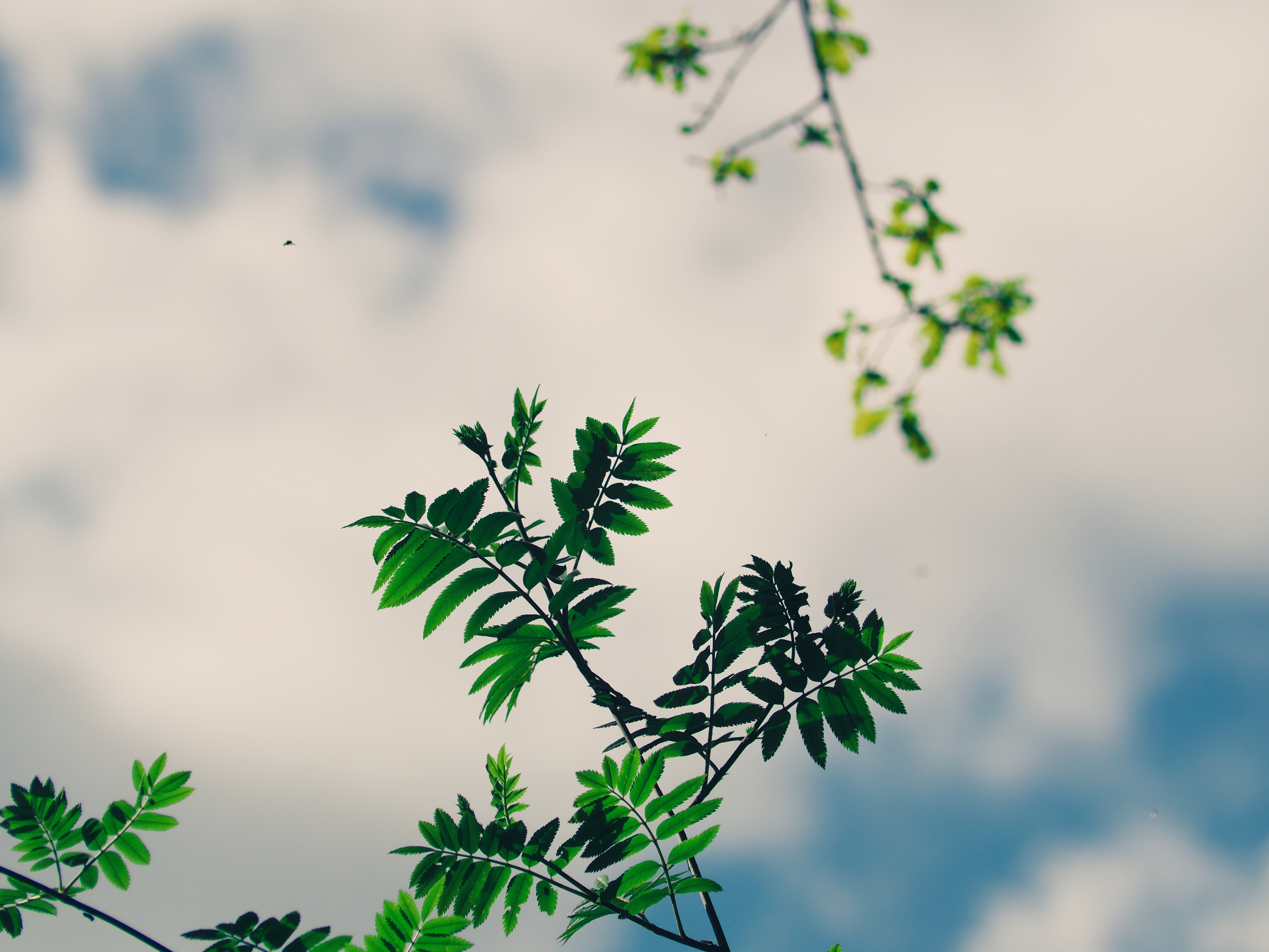 59018 free download Green wallpapers for phone, sky, nature, plant, branches Green images and screensavers for mobile