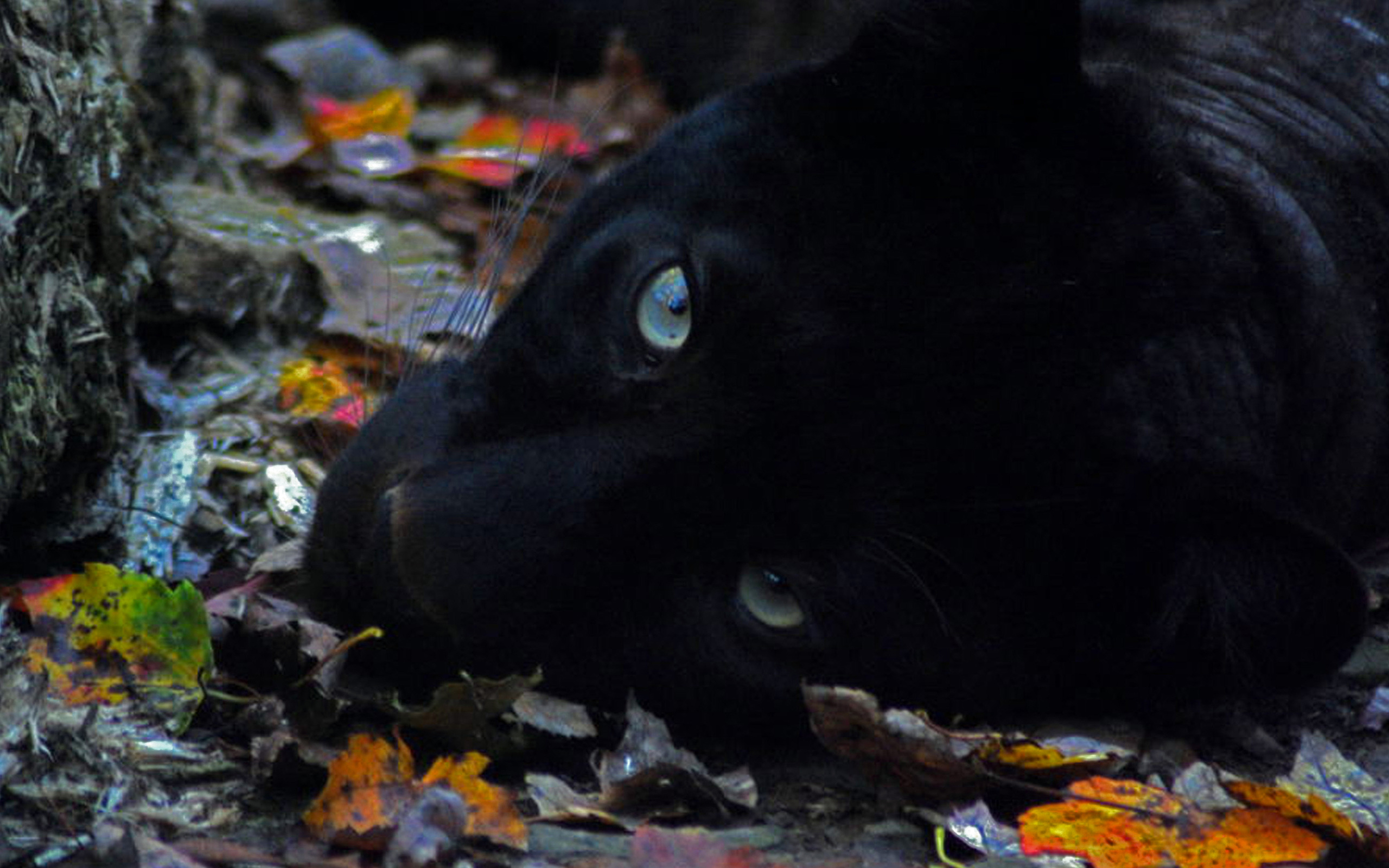 HD desktop wallpaper: Cats, Animal, Black Panther download free picture  #282401