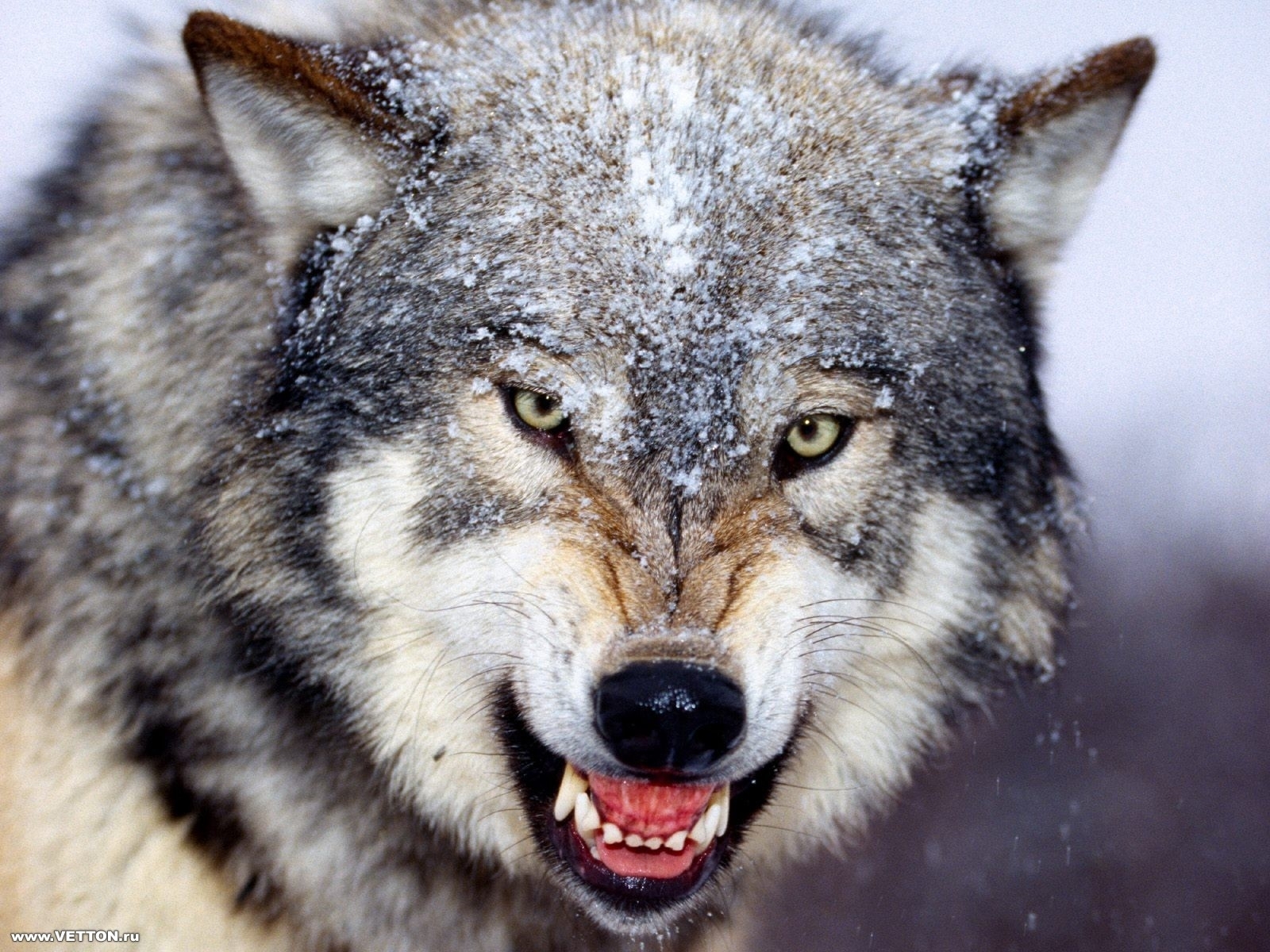 1747 descargar fondo de pantalla lobos, animales: protectores de pantalla e imágenes gratis