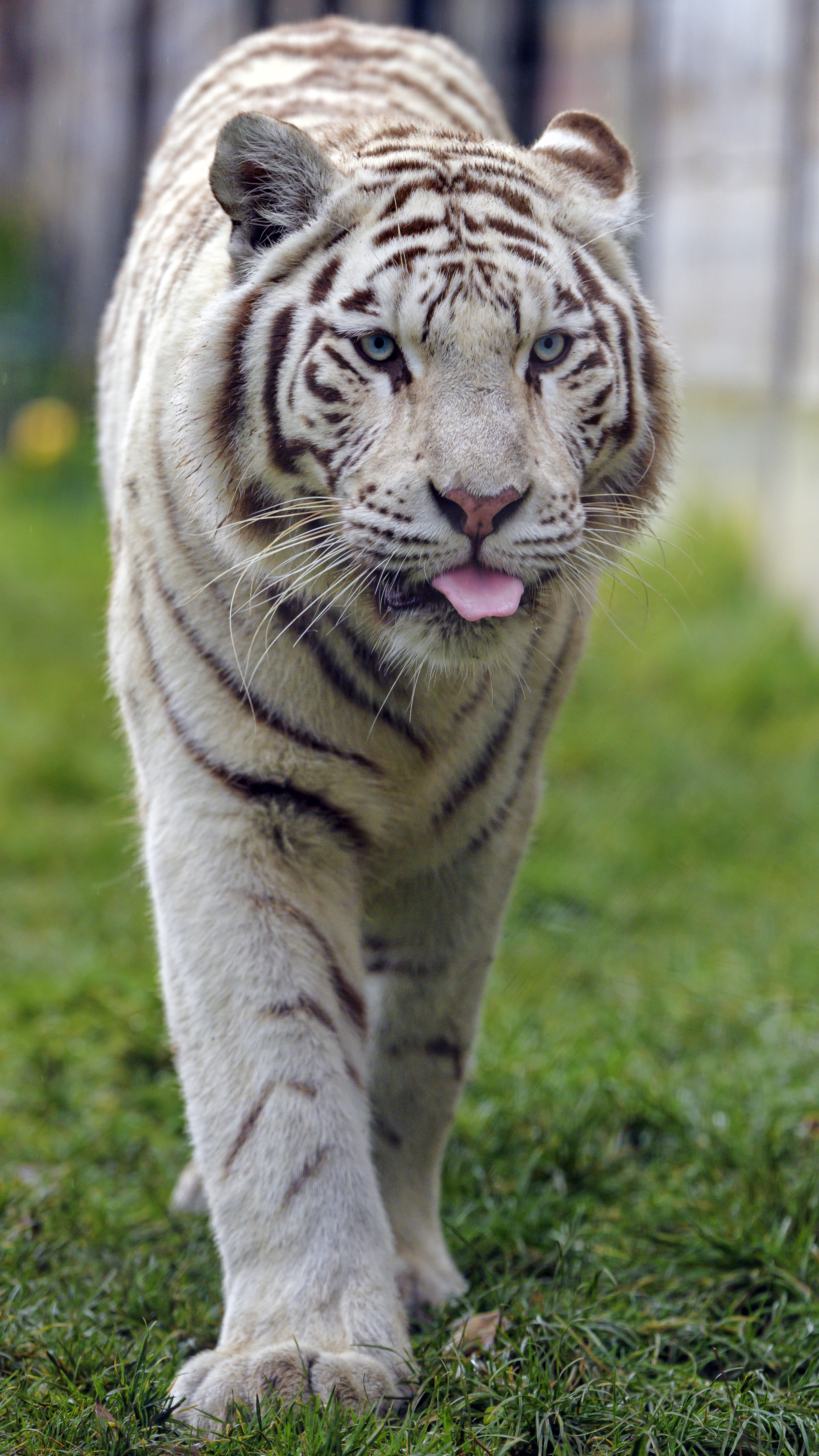 80139 скачать обои белый тигр, тигр, животное, животные, большая кошка, высунутый язык - заставки и картинки бесплатно