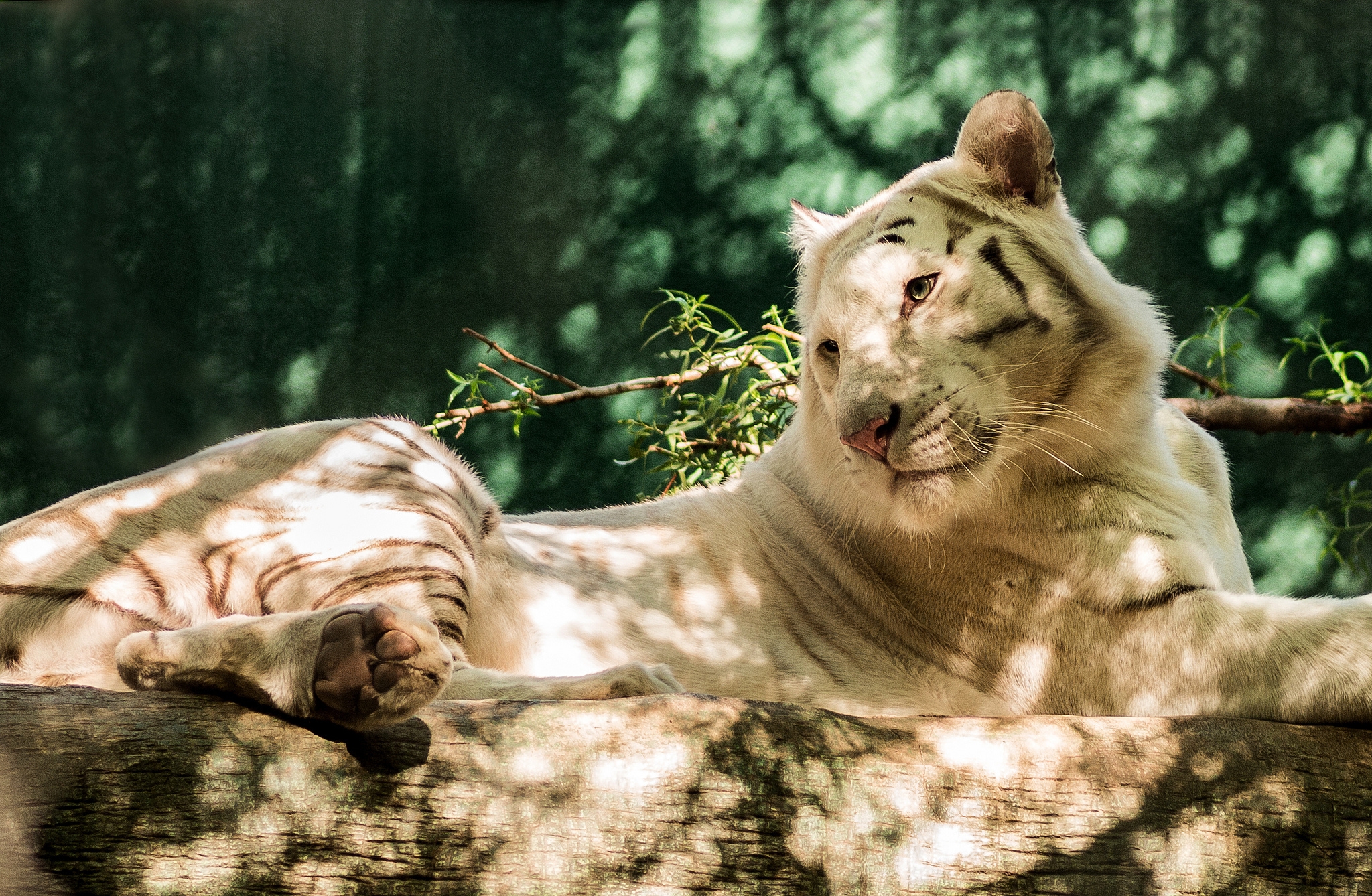 76358 скачать обои животные, хищник, бревно, белый тигр - заставки и картинки бесплатно