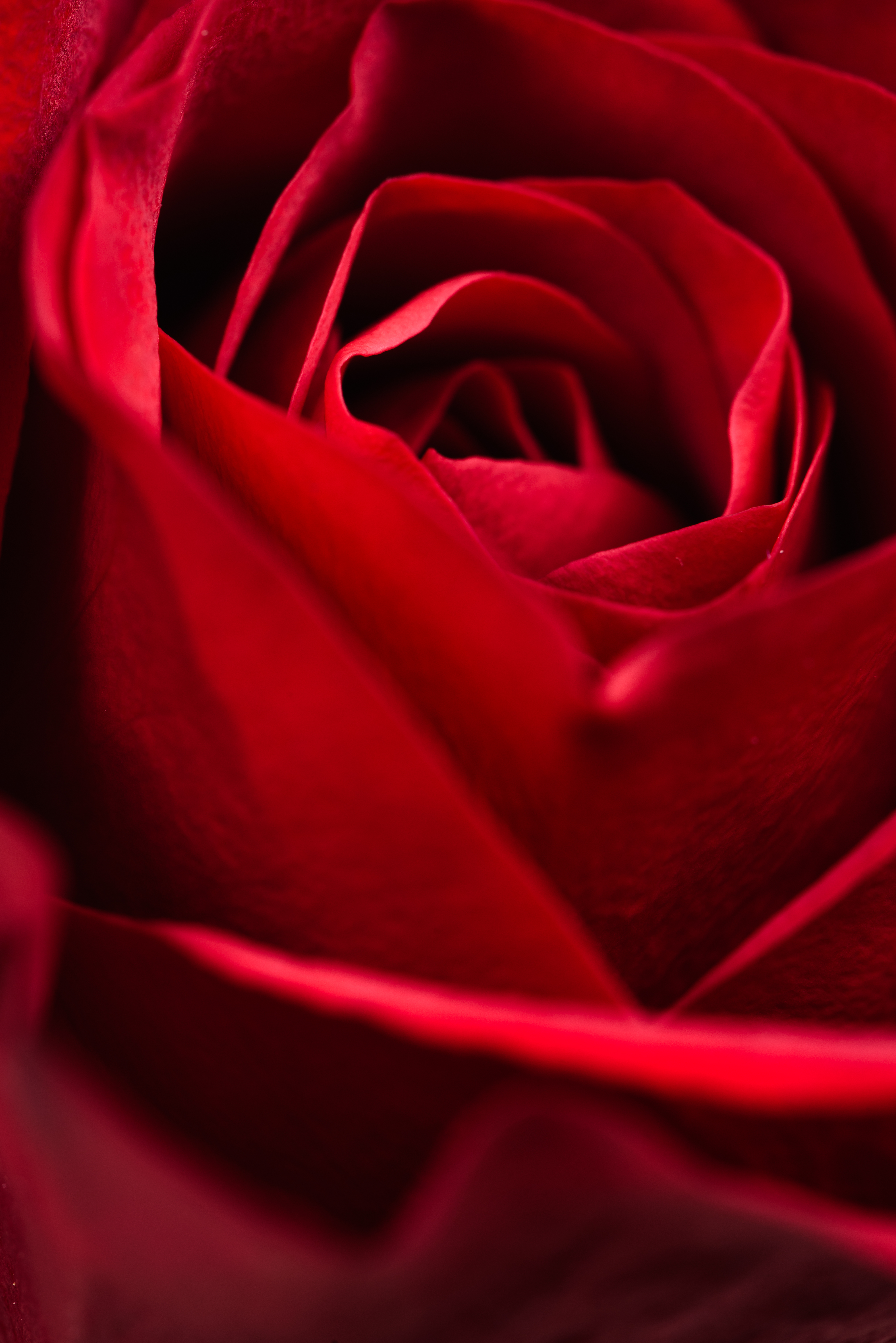 お使いの携帯電話の149980スクリーンセーバーと壁紙バラの花。 薔薇, 赤い, 花びら, 赤の写真を無料でダウンロード