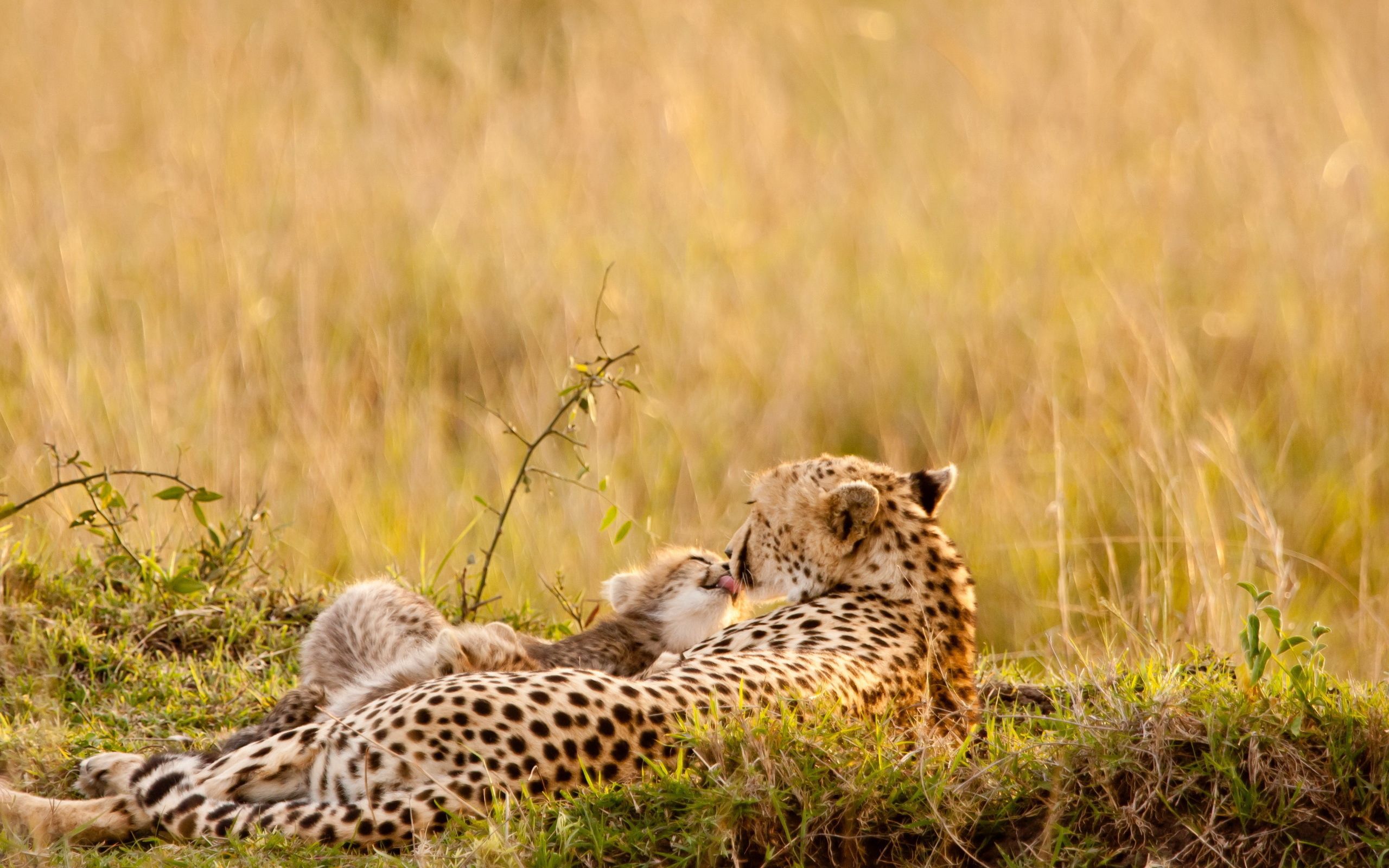 animals, grass, leopards, young, couple, pair, to lie down, lie, care, joey UHD