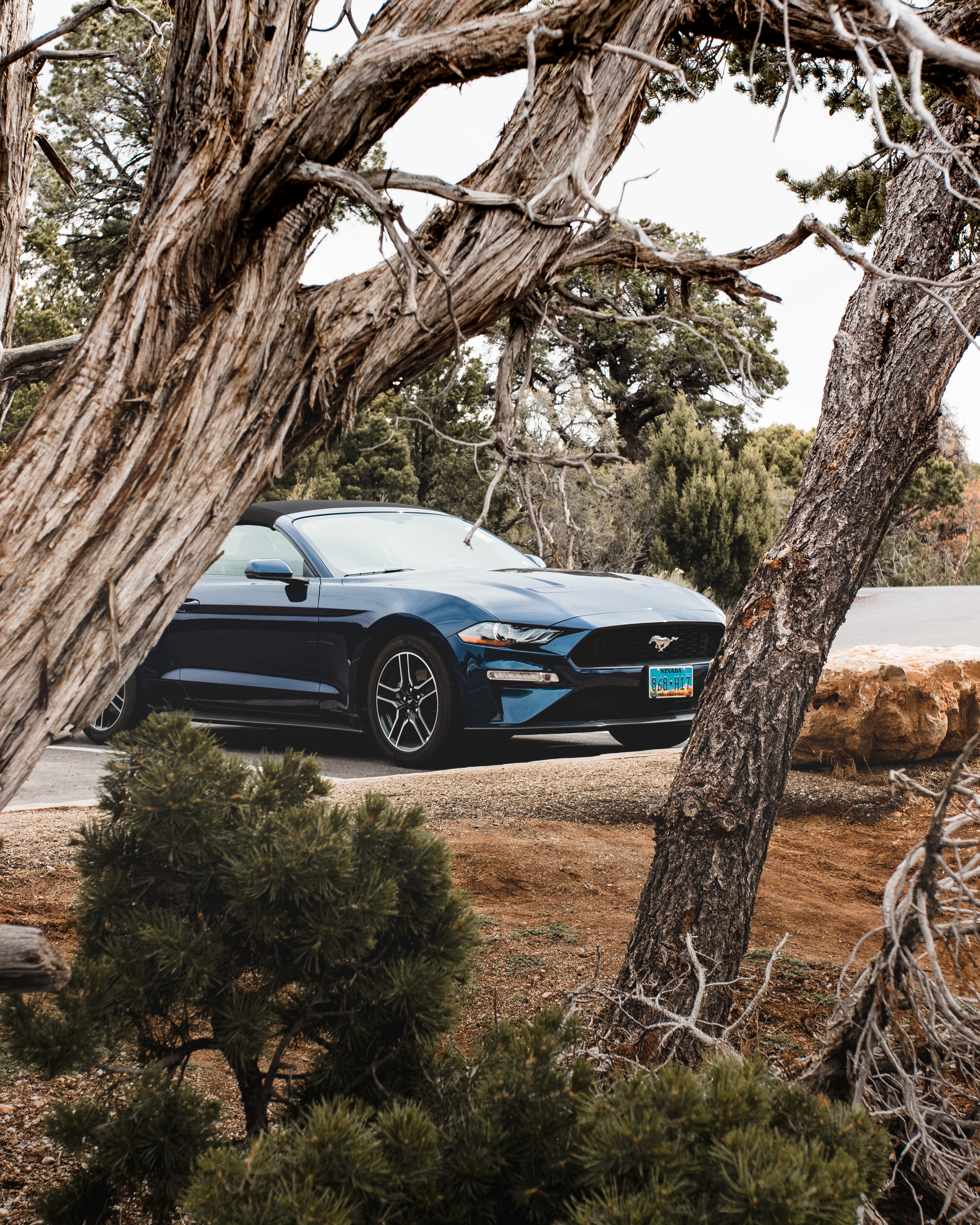 155002 Screensavers and Wallpapers Cabriolet for phone. Download trees, ford, cars, blue, car, branches, cabriolet, ford mustang pictures for free
