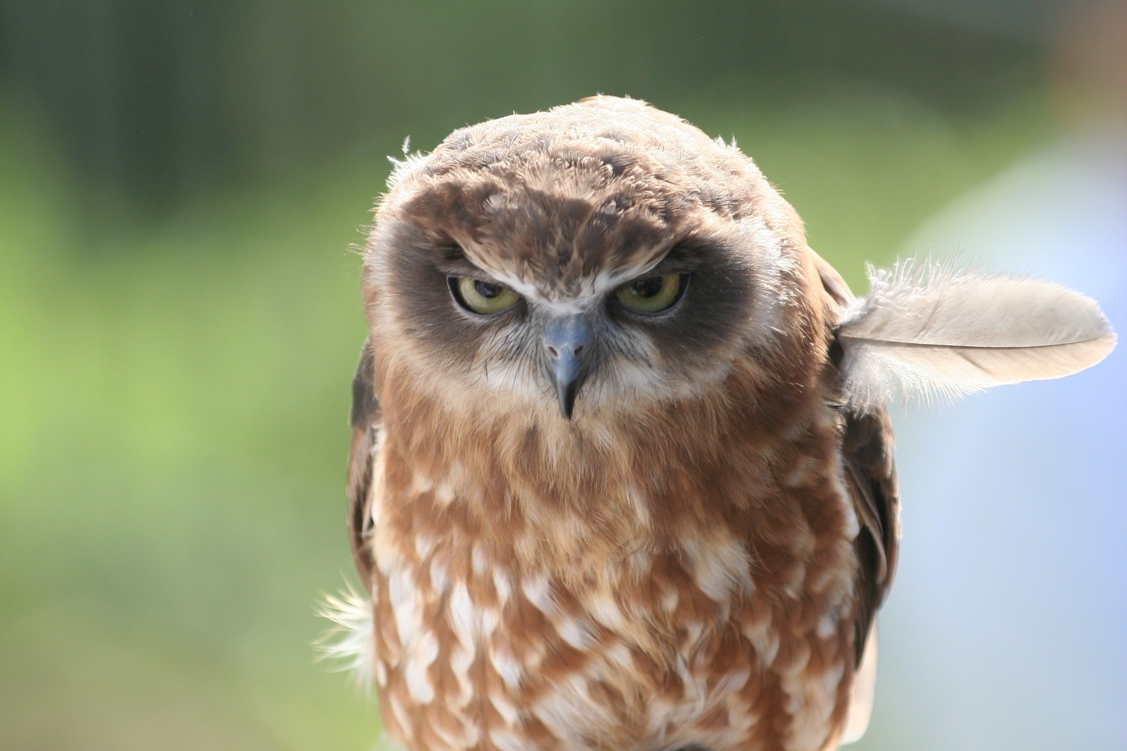 133169 download wallpaper animals, owl, feather, predator, sight, opinion, pen, anger screensavers and pictures for free