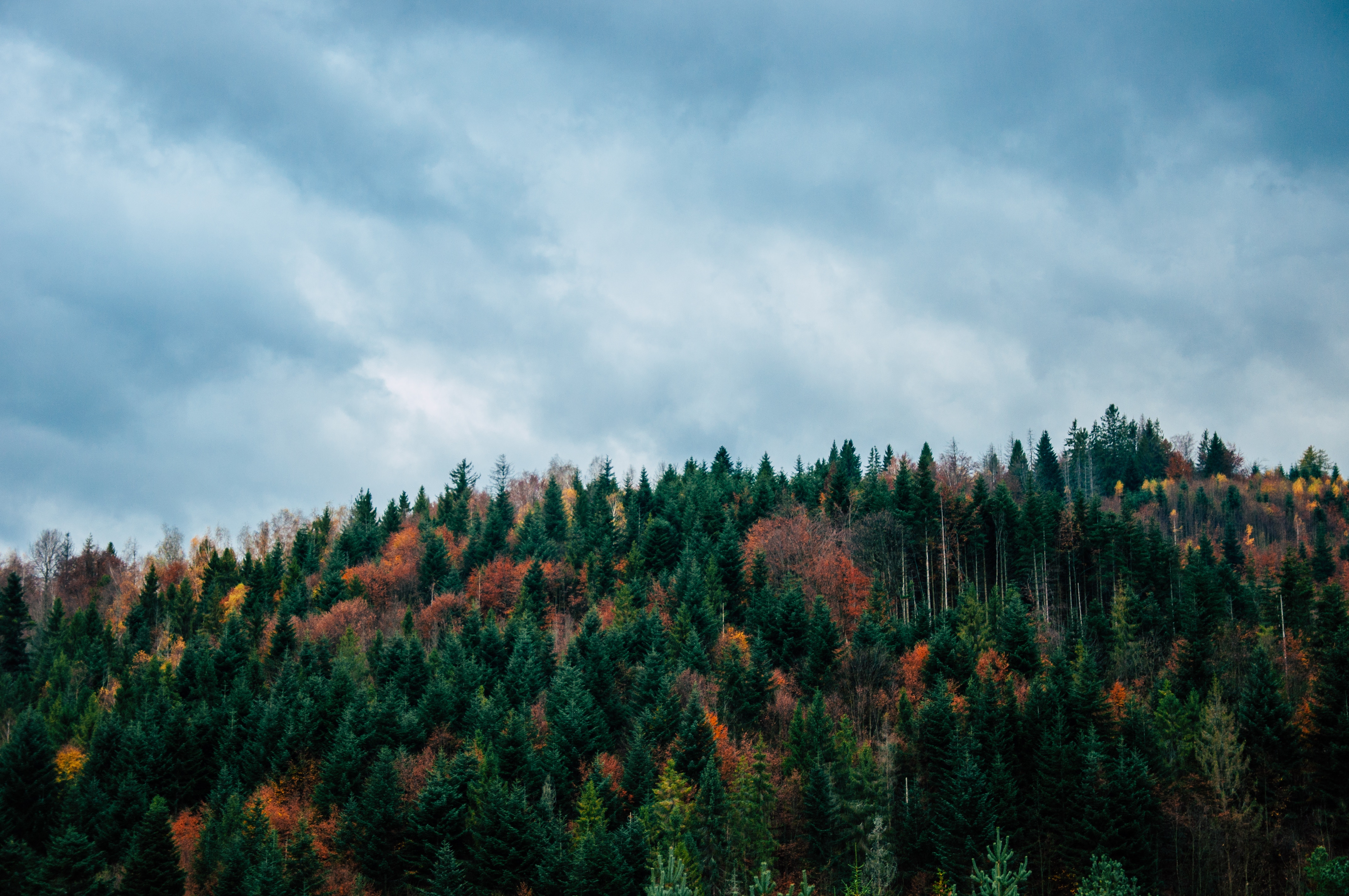 autumn, nature, trees, sky, vertex, top HD wallpaper