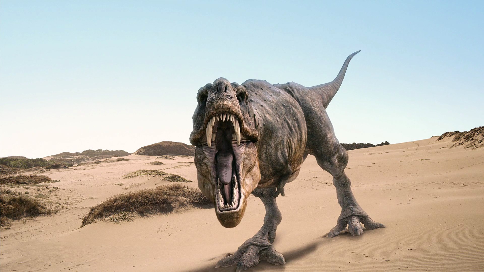 20990 Bild herunterladen tiere, dinosaurs - Hintergrundbilder und Bildschirmschoner kostenlos
