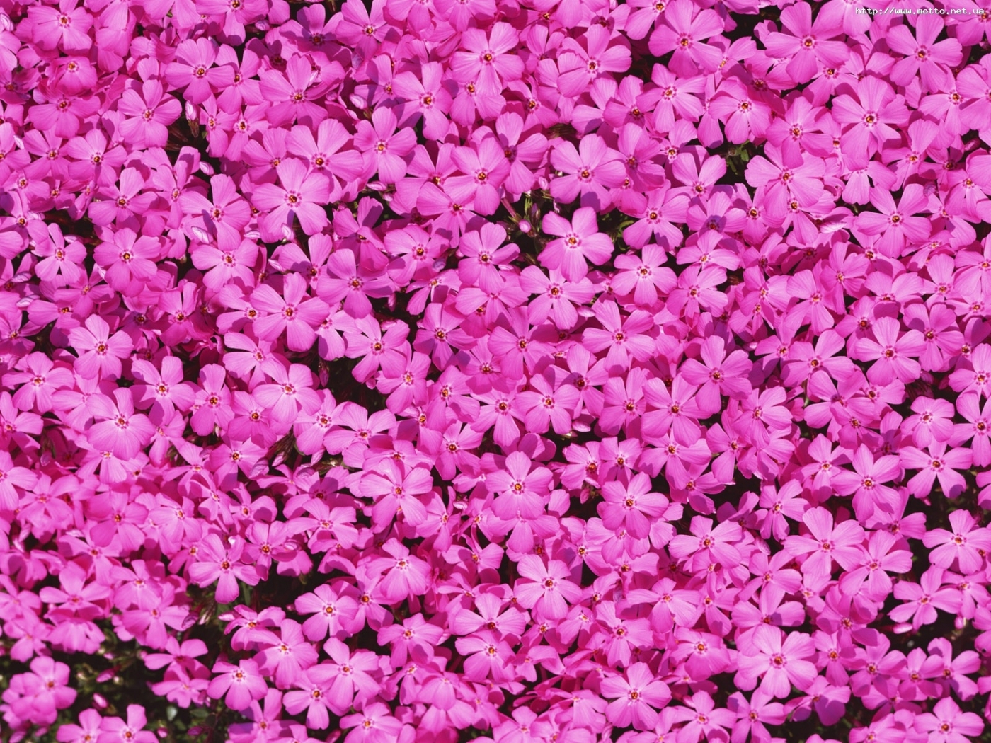 plants, flowers, violet 1080p