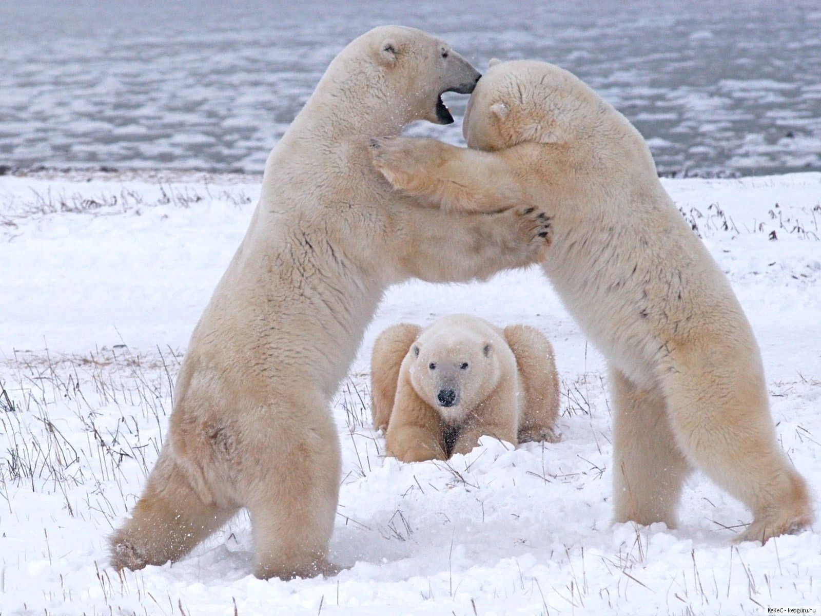 Laden Sie das Tiere, Herde, Kampf, Weiße Bären, Eisbären-Bild kostenlos auf Ihren PC-Desktop herunter