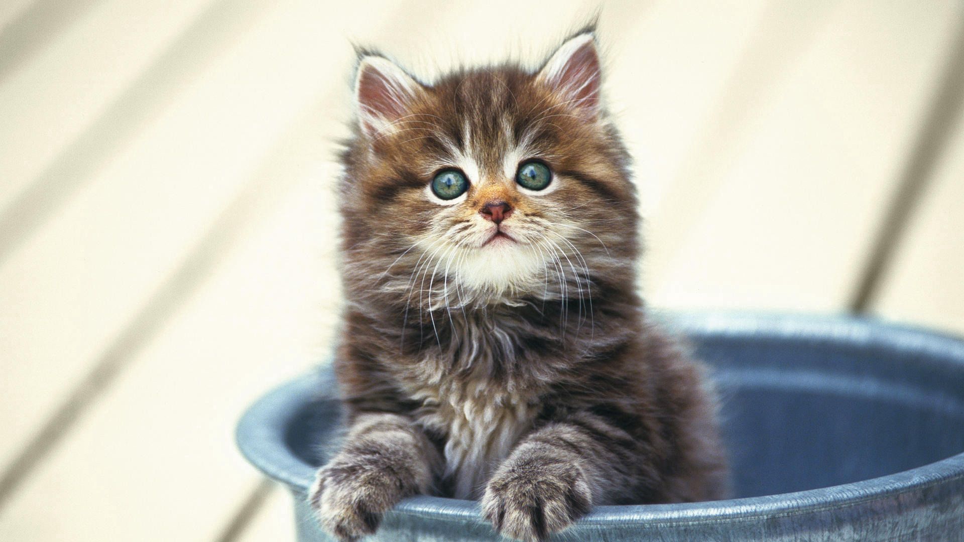 Laden Sie das Tiere, Flauschige, Kätzchen, Schnauze, Topf-Bild kostenlos auf Ihren PC-Desktop herunter