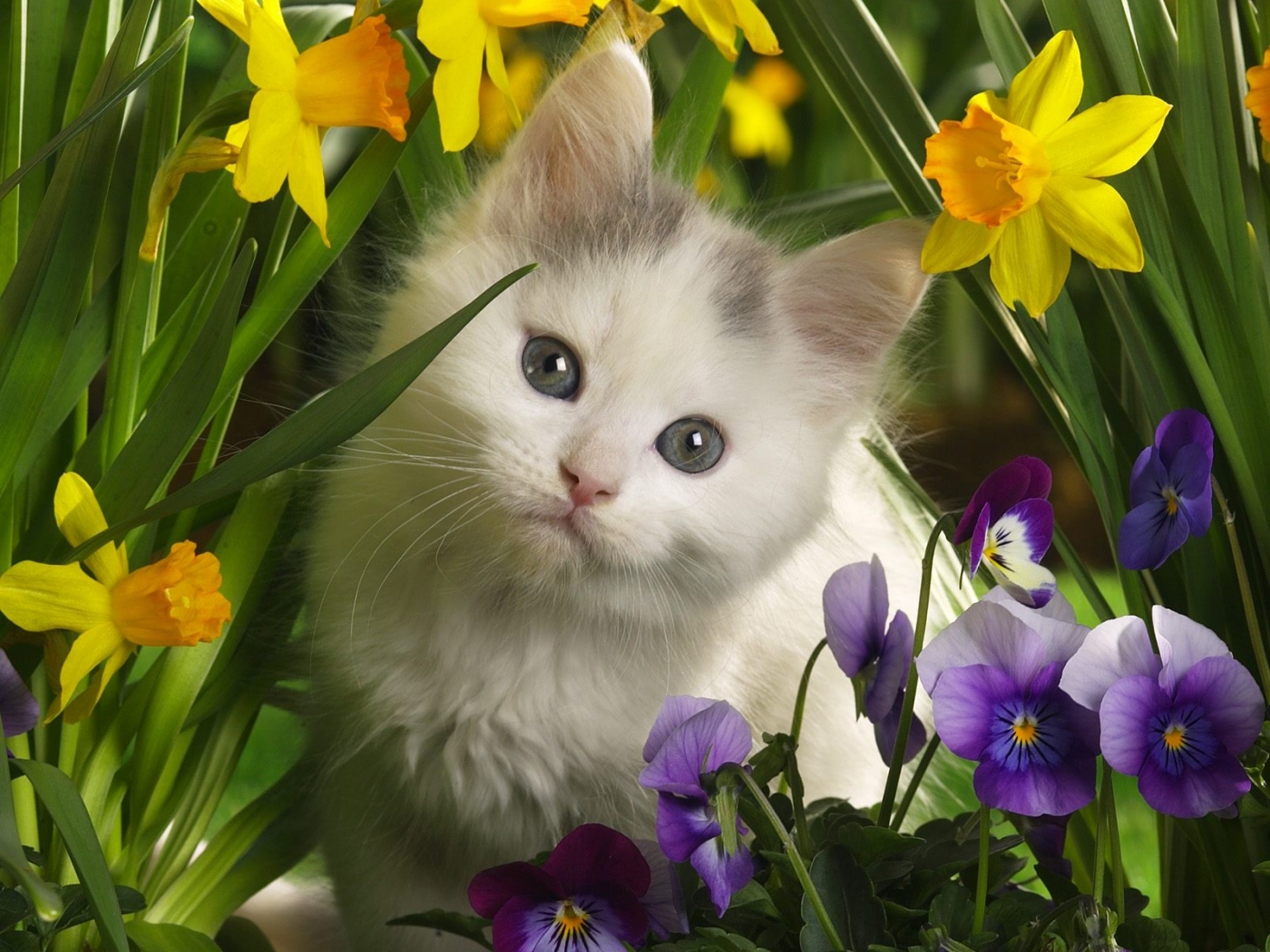 35986 Hintergrundbild herunterladen katzen, tiere, gelb - Bildschirmschoner und Bilder kostenlos