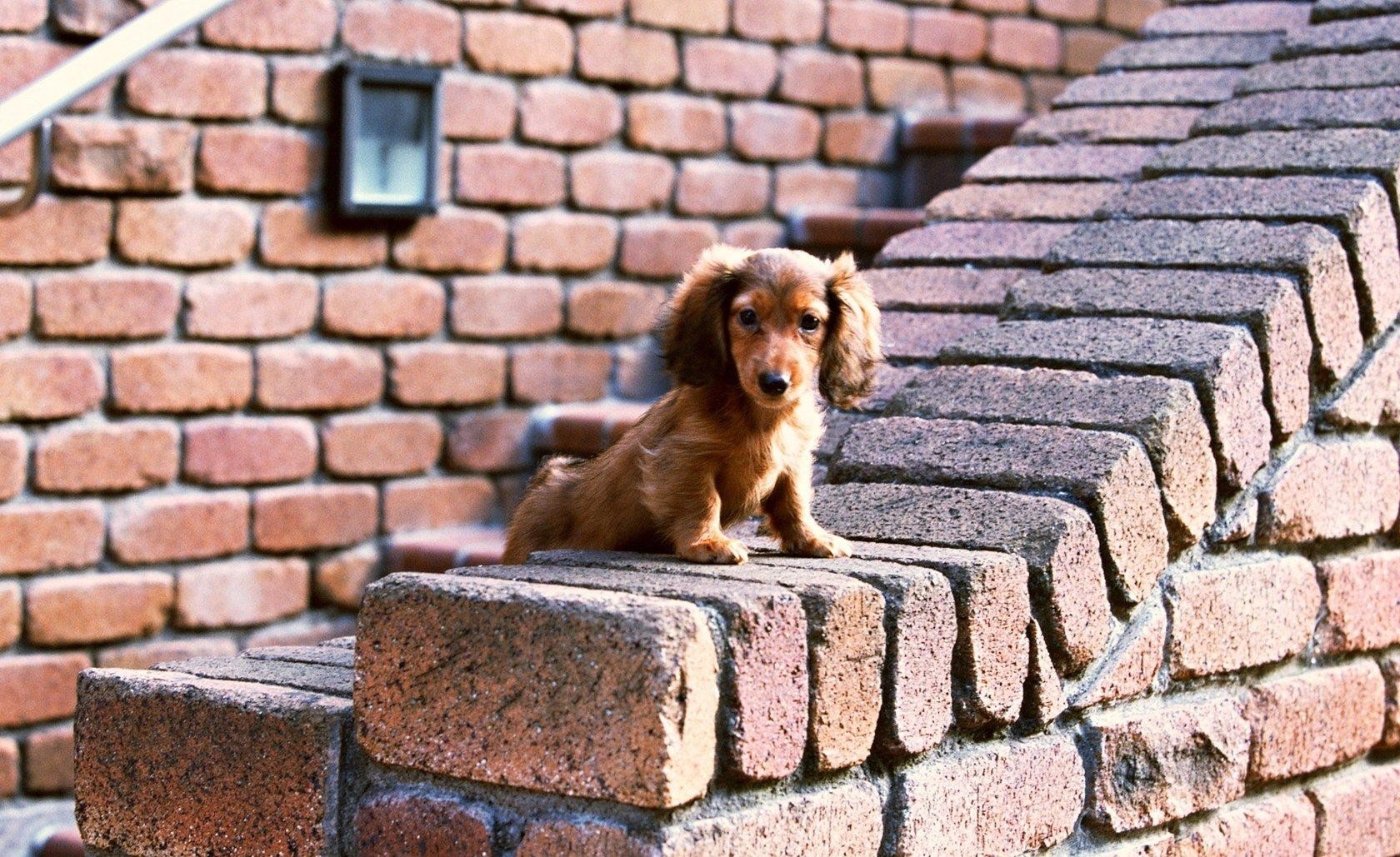 animals, sit, puppy, bricks, ears