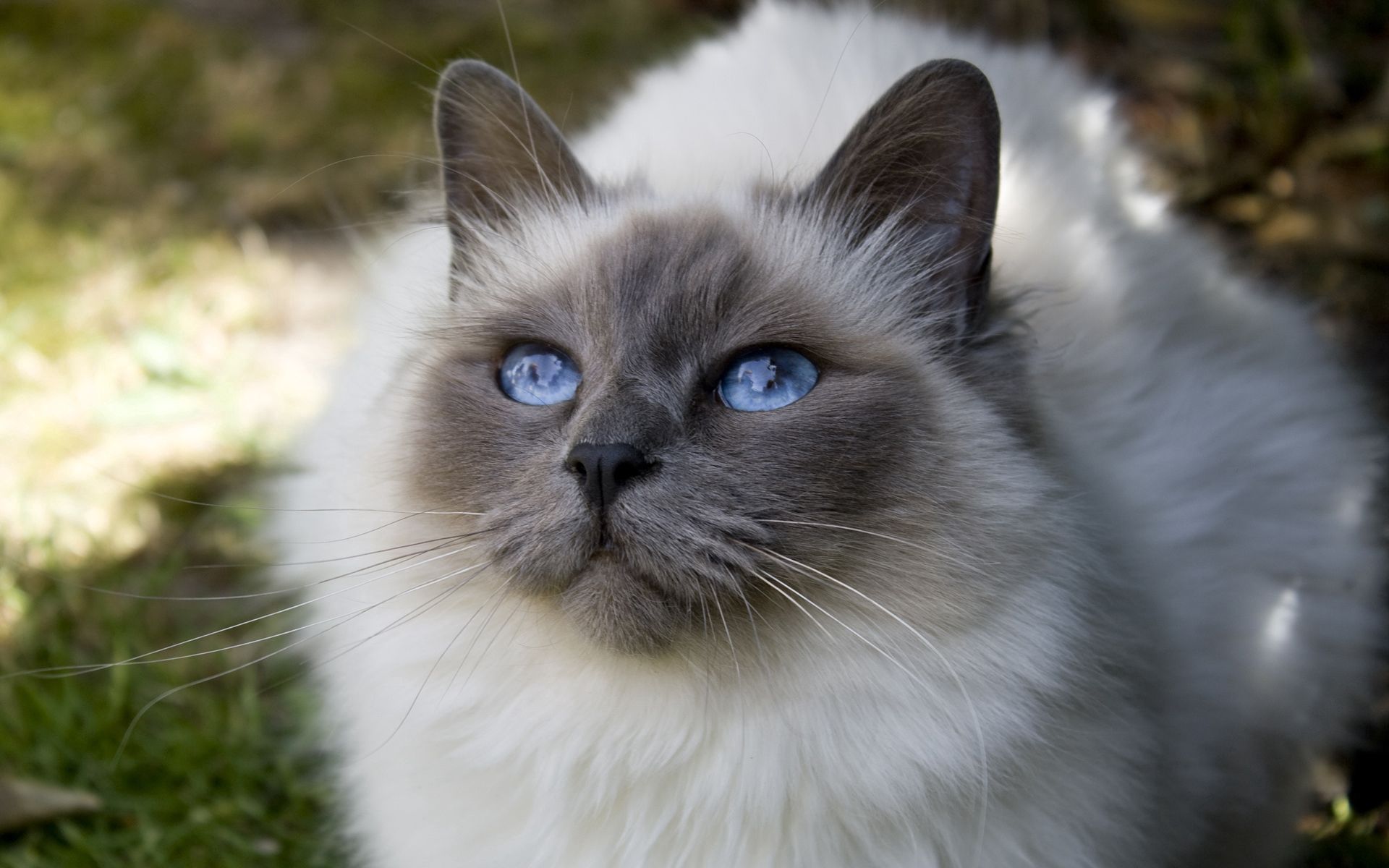 animals, cat, fluffy, muzzle, blue eyed