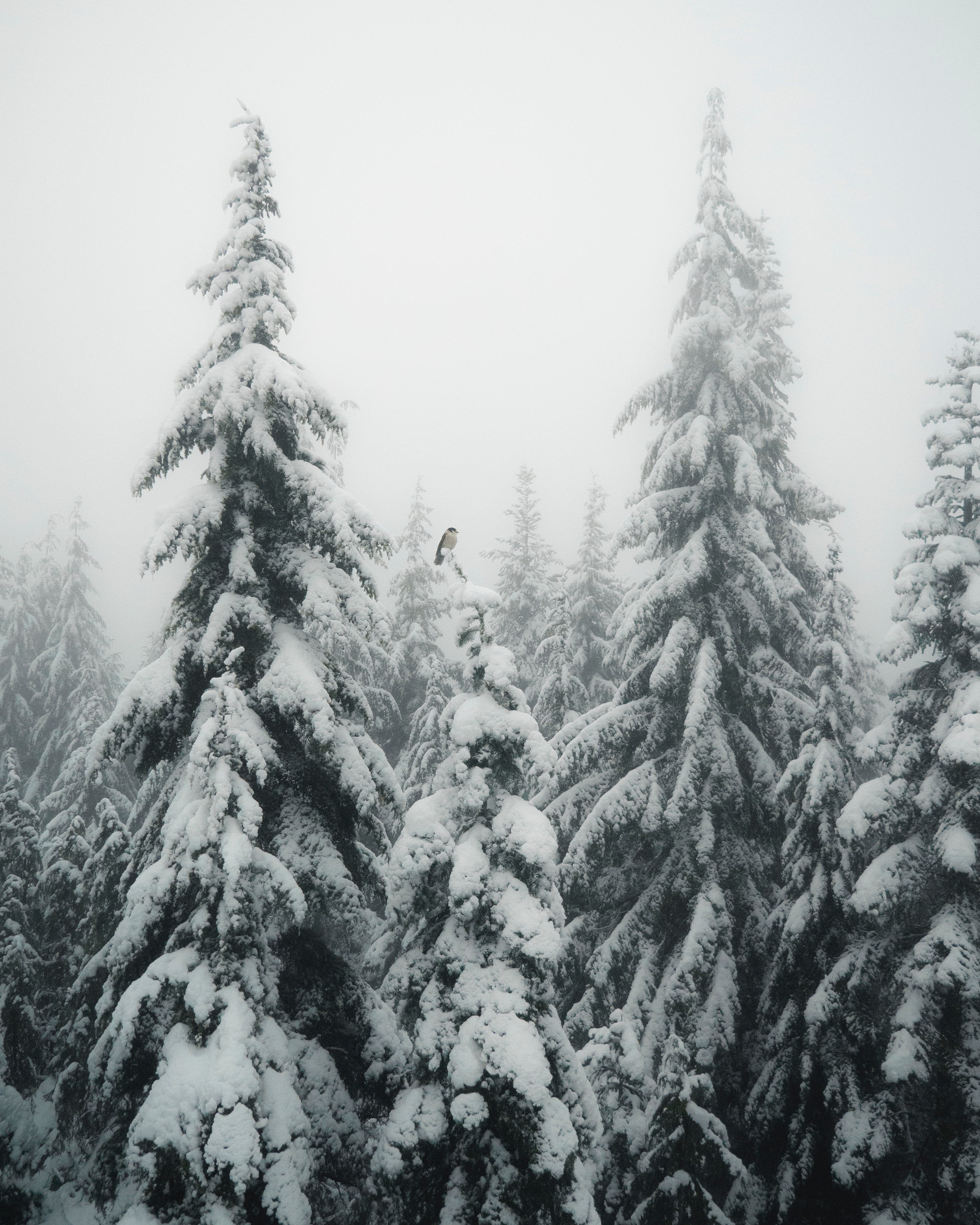 81261 Screensavers and Wallpapers Ate for phone. Download winter, nature, snow, bird, fog, ate pictures for free