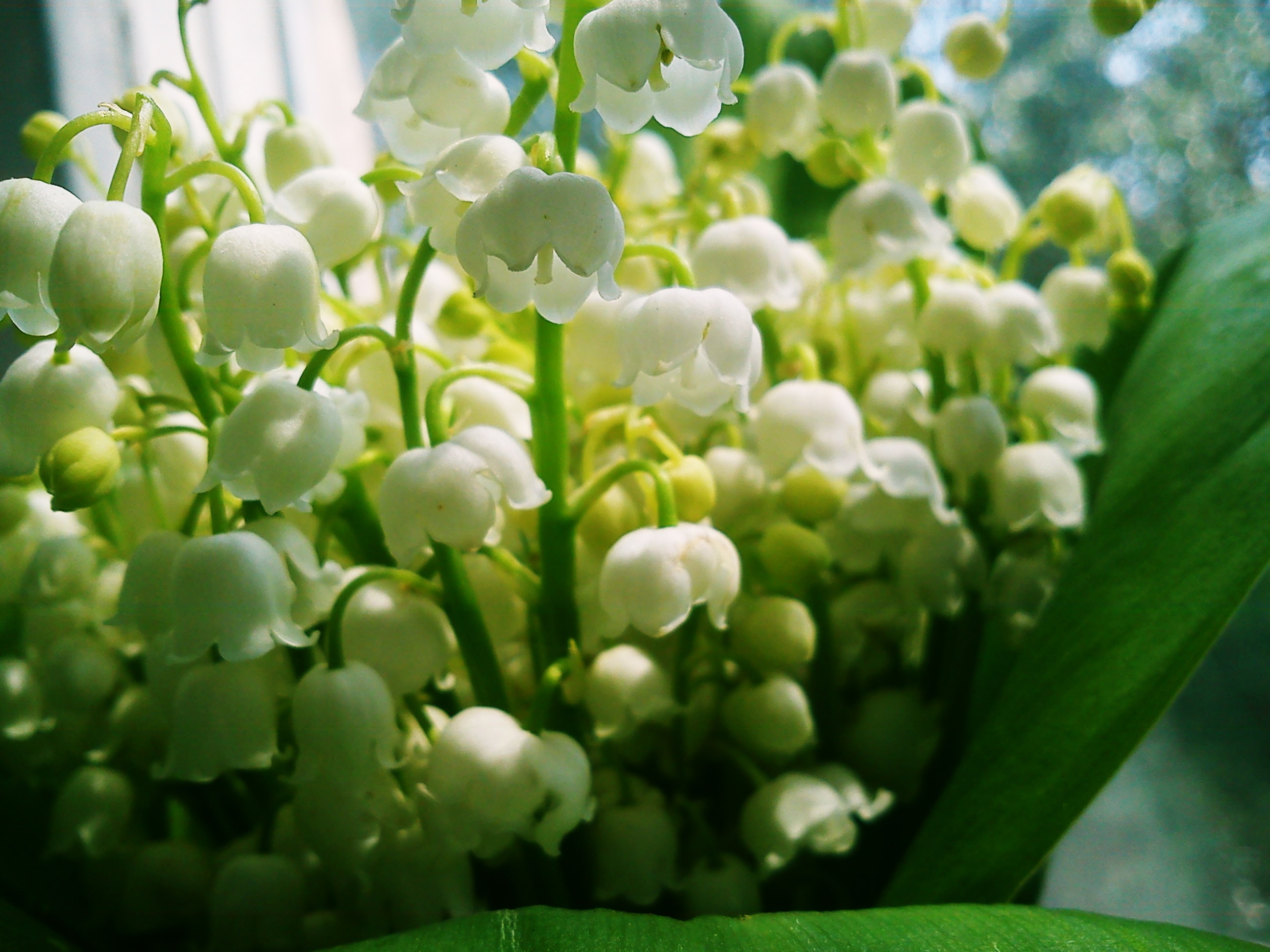 77170 download wallpaper spring, flowers, bluebells, lily of the valley, bouquet, mood screensavers and pictures for free