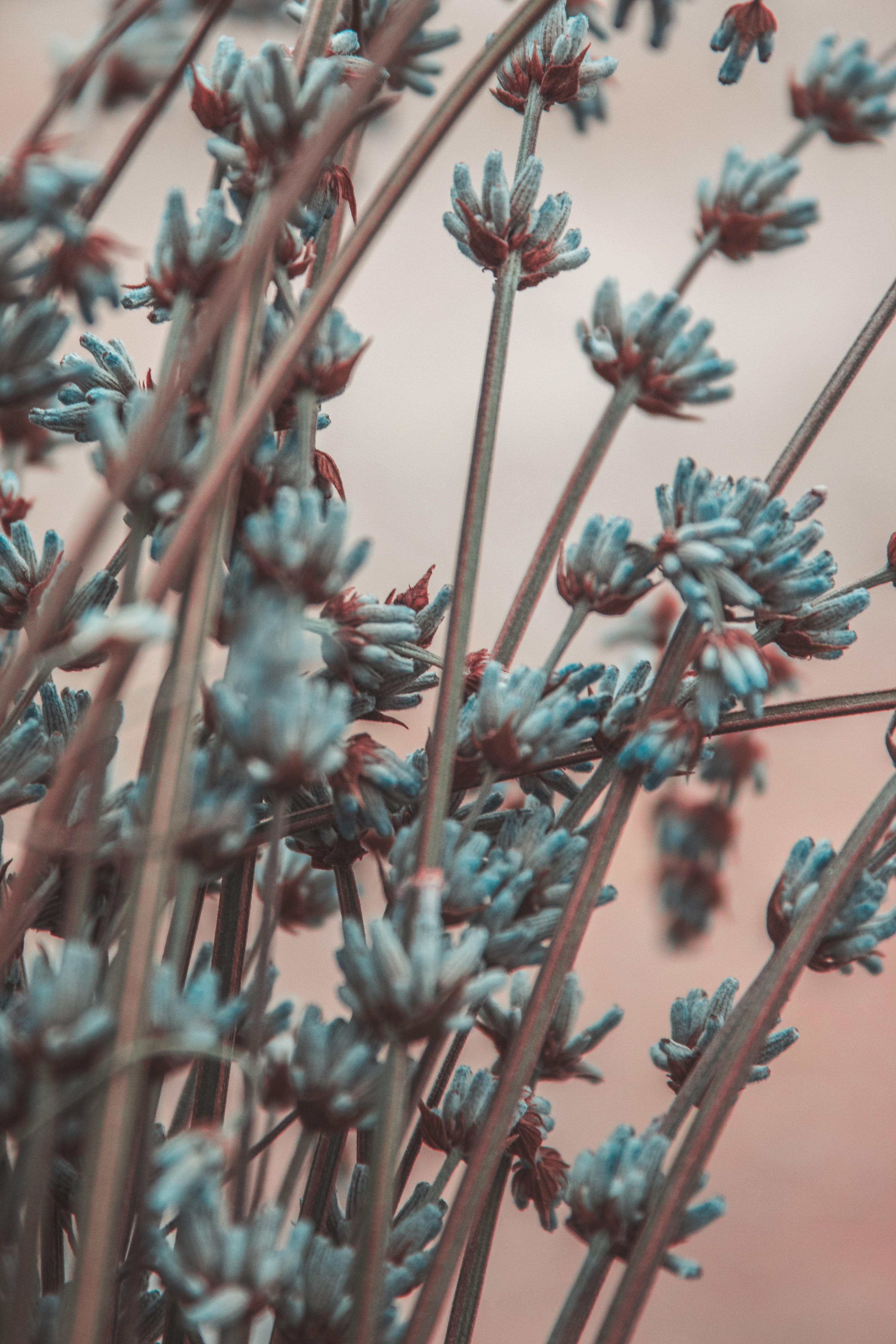 lavender, flowers, blur, smooth, branches Full HD