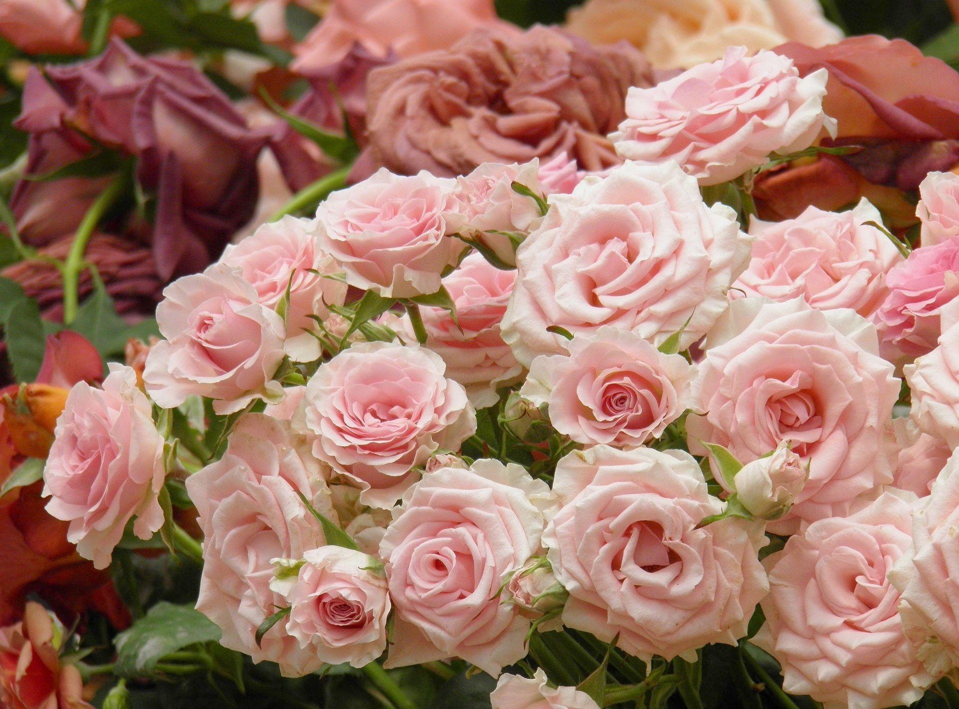 74617 Salvapantallas y fondos de pantalla Rosa en tu teléfono. Descarga imágenes de brotes, roses, flores, cogollos gratis