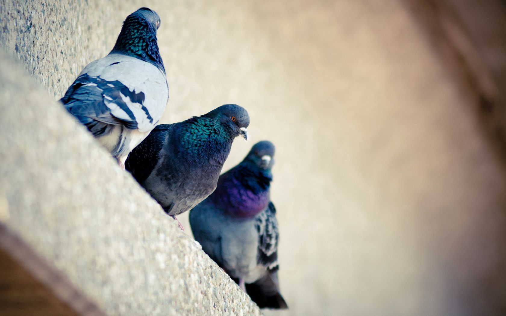 pigeons, animals, bird, color