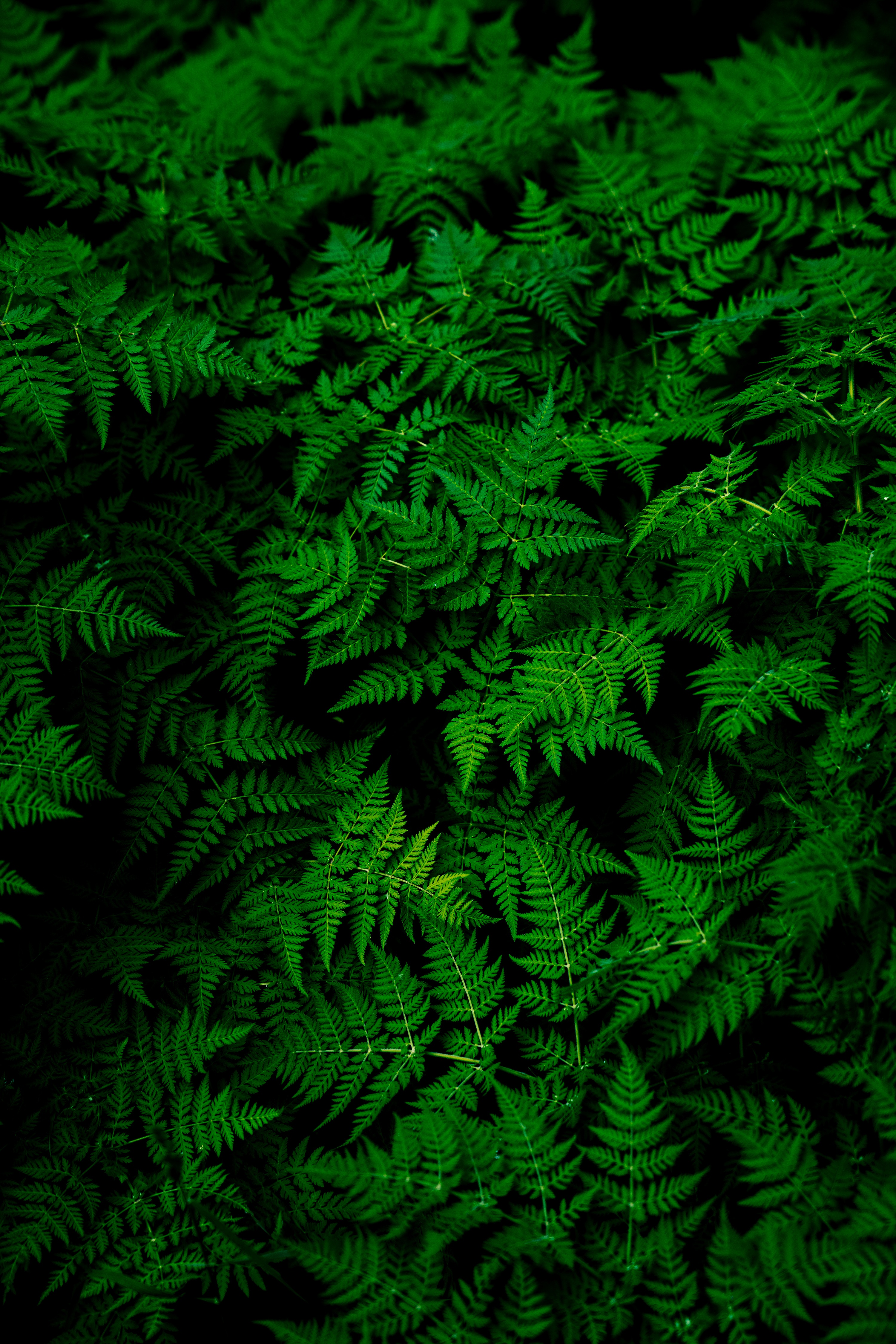 green, nature, leaves, plant