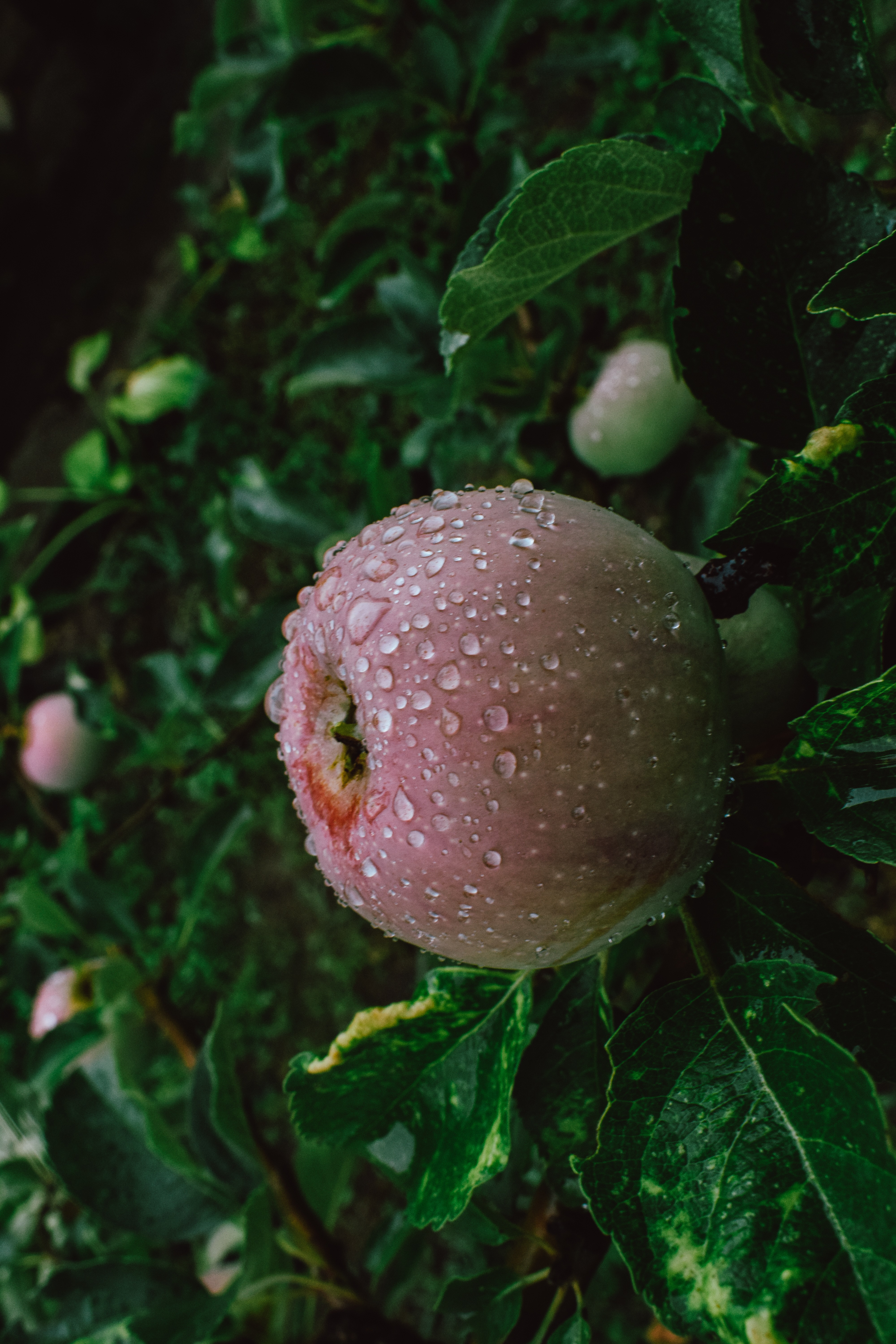 123867 Screensavers and Wallpapers Apple for phone. Download food, apple, drops, wet, branches, fruit pictures for free